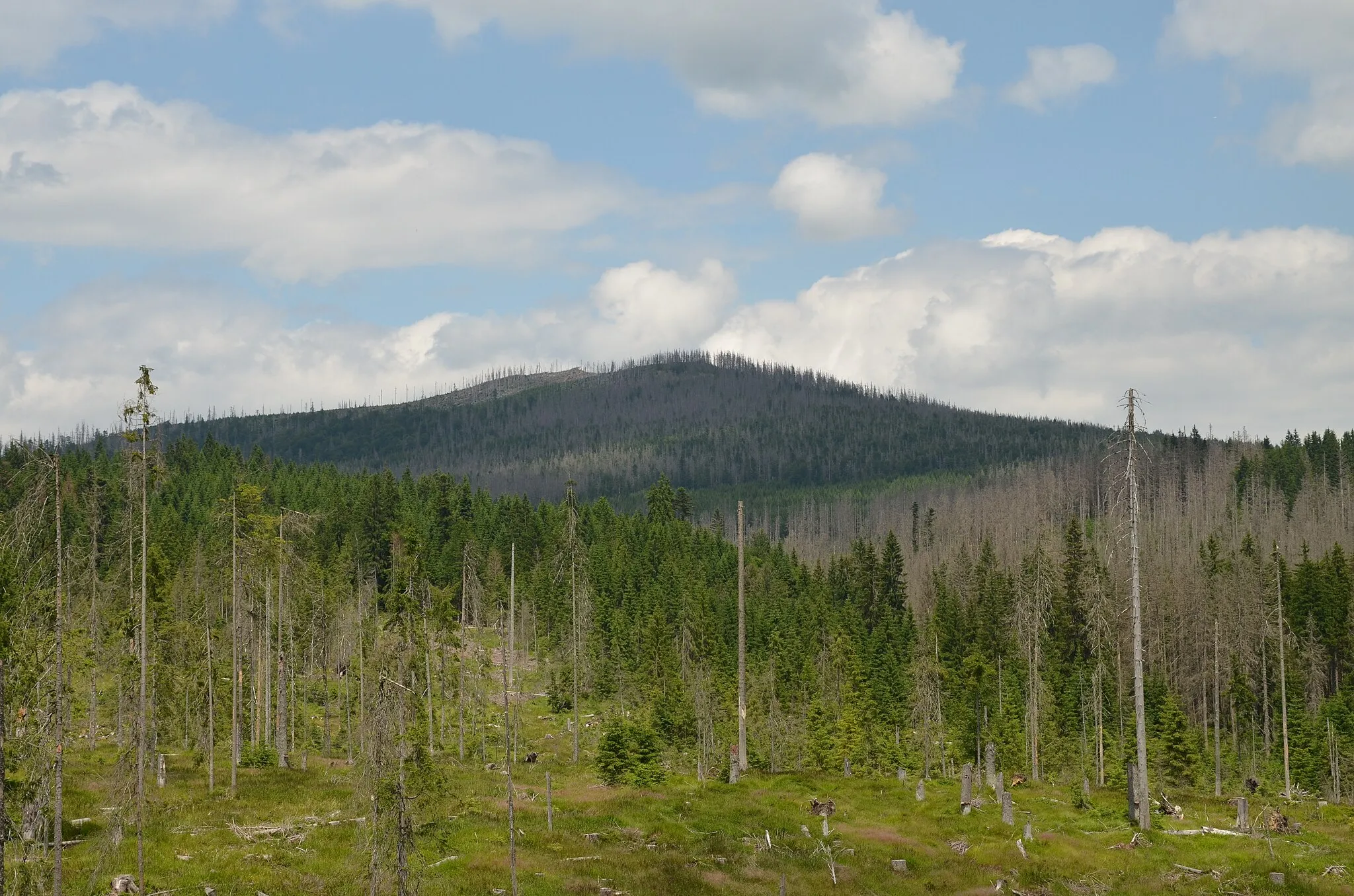 Photo showing: Ždánidla, 1309 m, Šumava