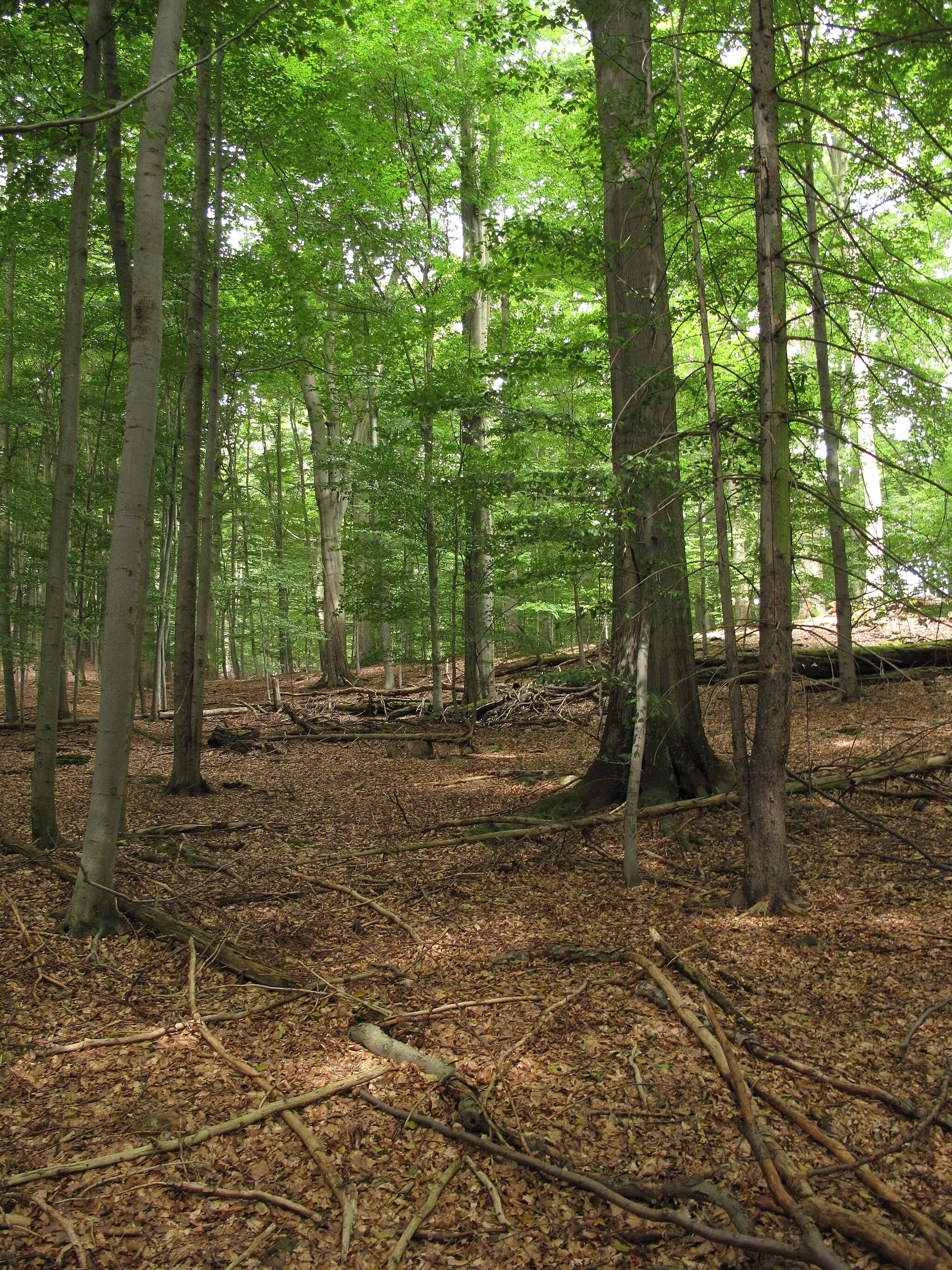 Photo showing: Beech treesin the national nature reserve Kohoutov. Rokycany District, Czech Republic.