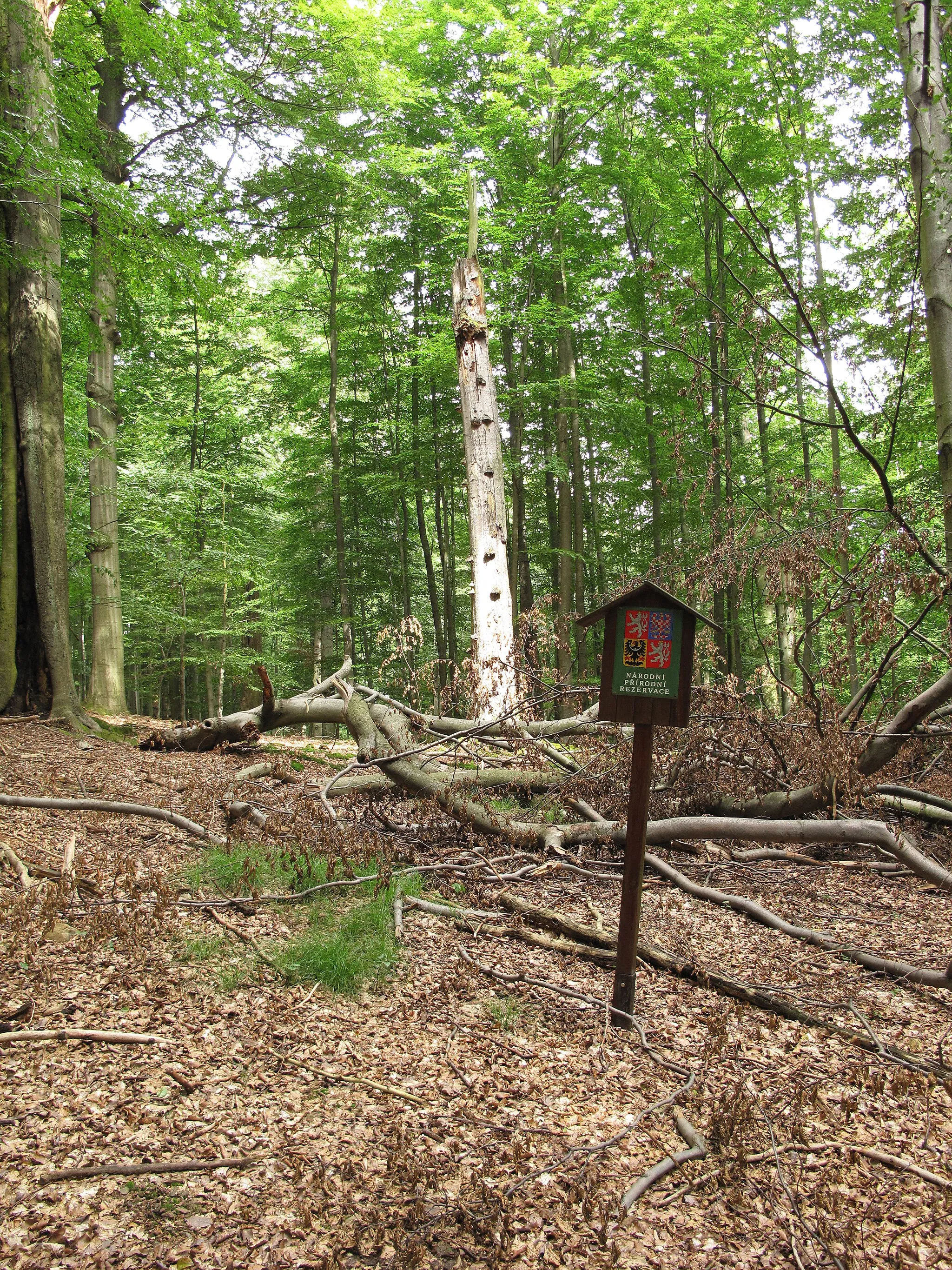 Photo showing: Info signin the national nature reserve Kohoutov. Rokycany District, Czech Republic.