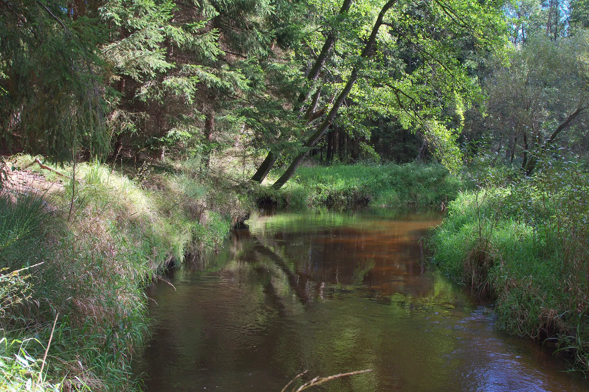 Photo showing: Dračice (přírodní rezervace)