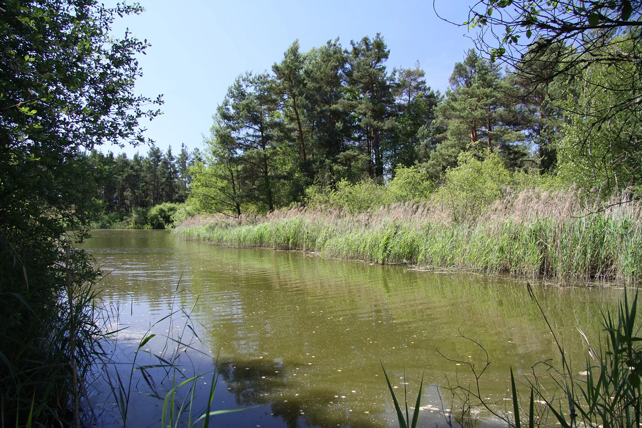 Photo showing: Pond Hliníř photographed from border of natural monument Hliníř near Lhota u Dynína in České Budějovice District, Czech Republic