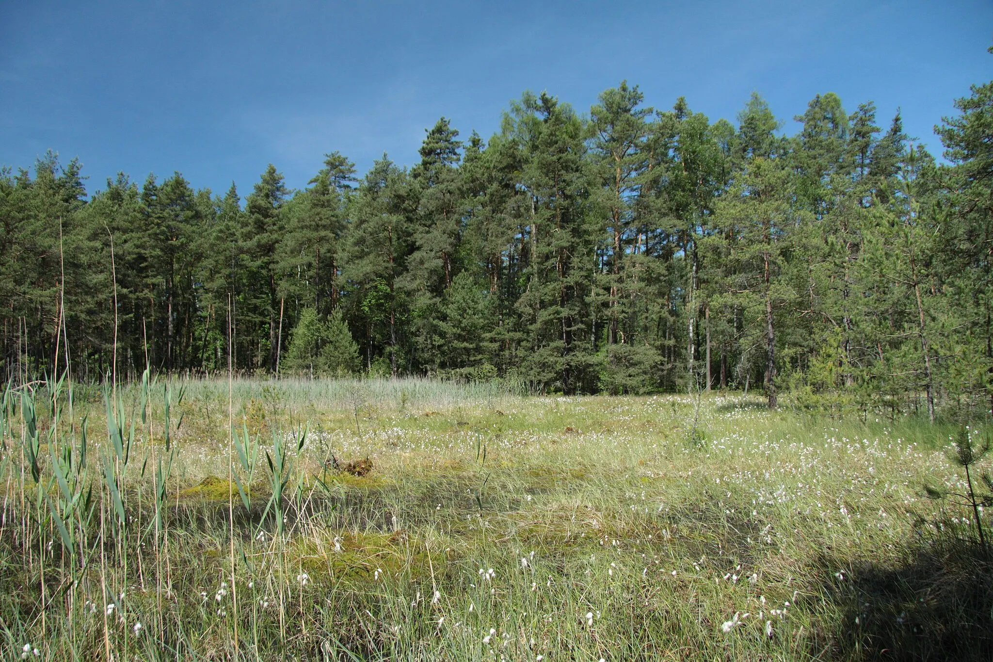 Photo showing: Natural monument Hliníř near Lhota u Dynína in České Budějovice District, Czech Republic