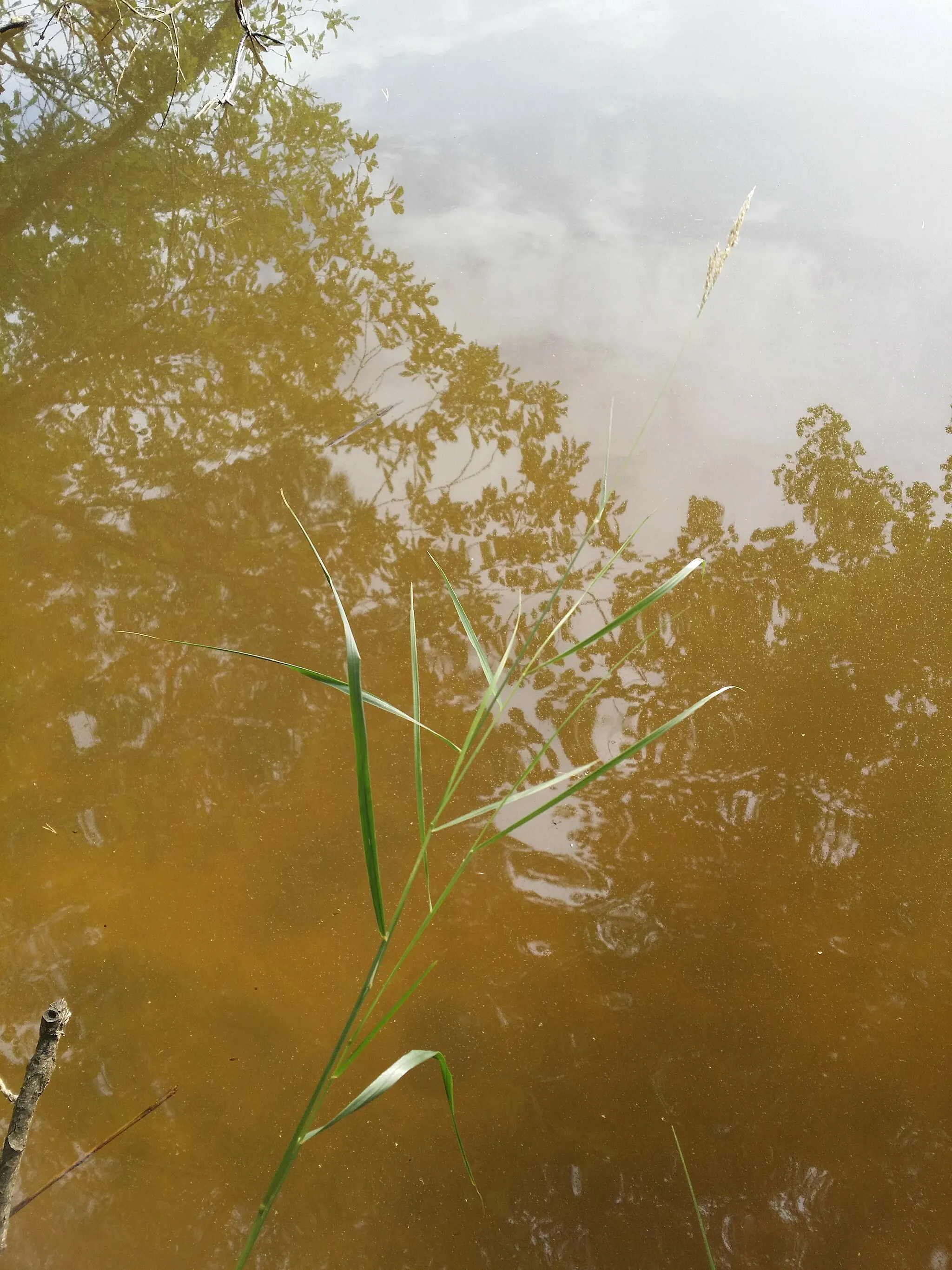 Photo showing: Habitus Taxonym: Calamagrostis canescens ss Fischer et al. EfÖLS 2008 ISBN 978-3-85474-187-9
Location: Langfurter pond, district Gmünd, Lower Austria - ca. 570 m a.s.l.
Habitat: shore