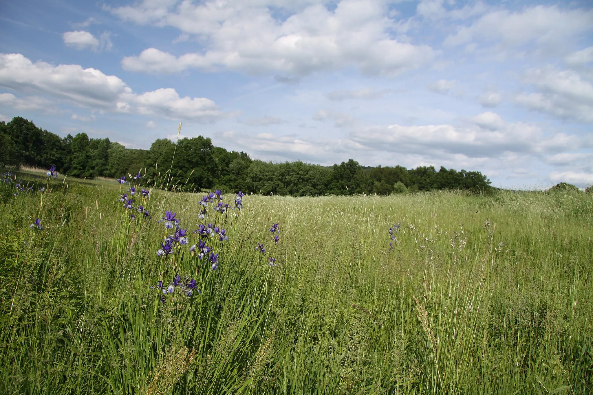 Photo showing: Iris sibirica in natural monument Koubovský rybník near Lhenice, Prachatice District, Czech Republic