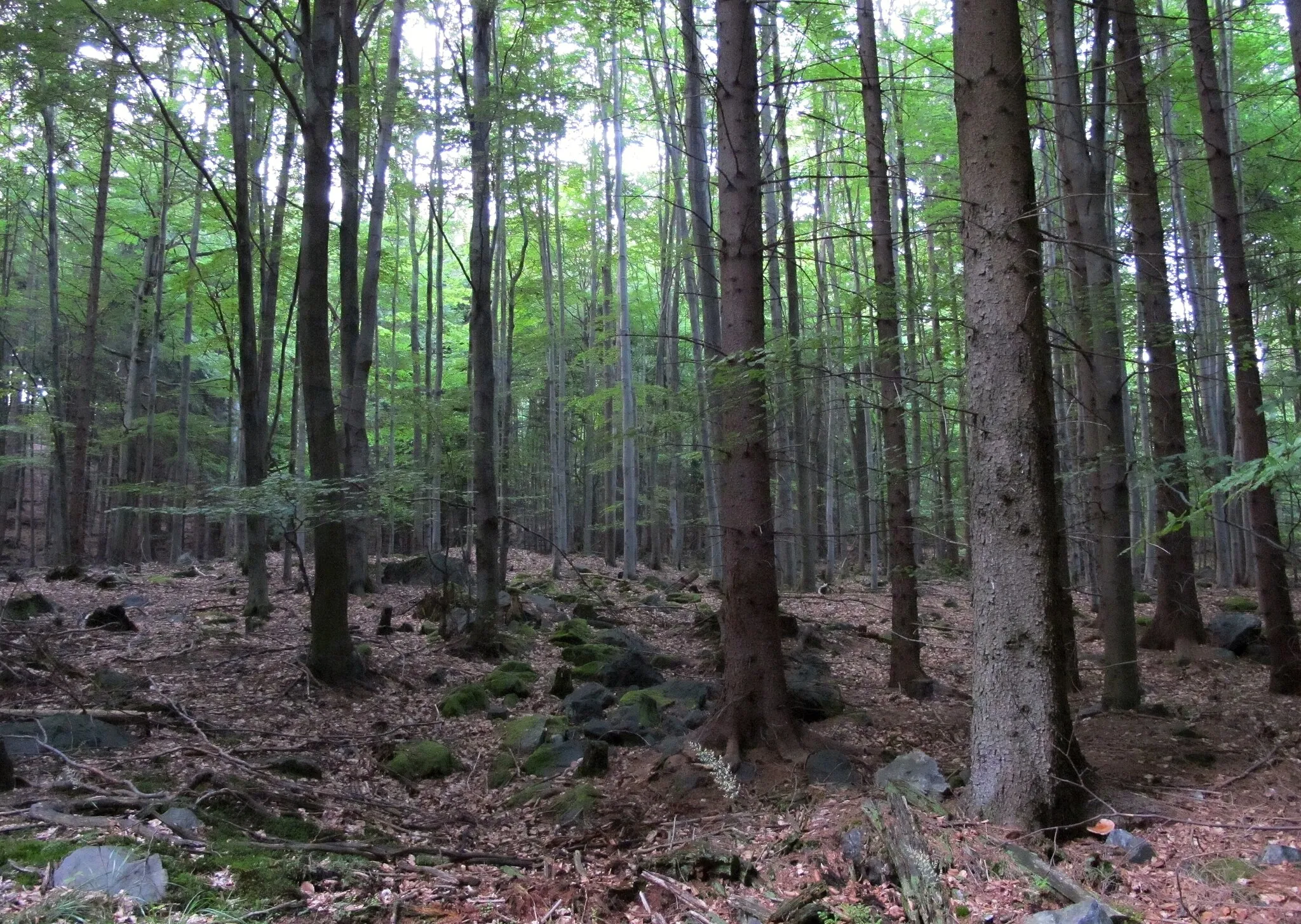 Photo showing: Nature reserve Na skalách, near Rožmitál pod Třemšínem in Příbram District (Czech Republic)