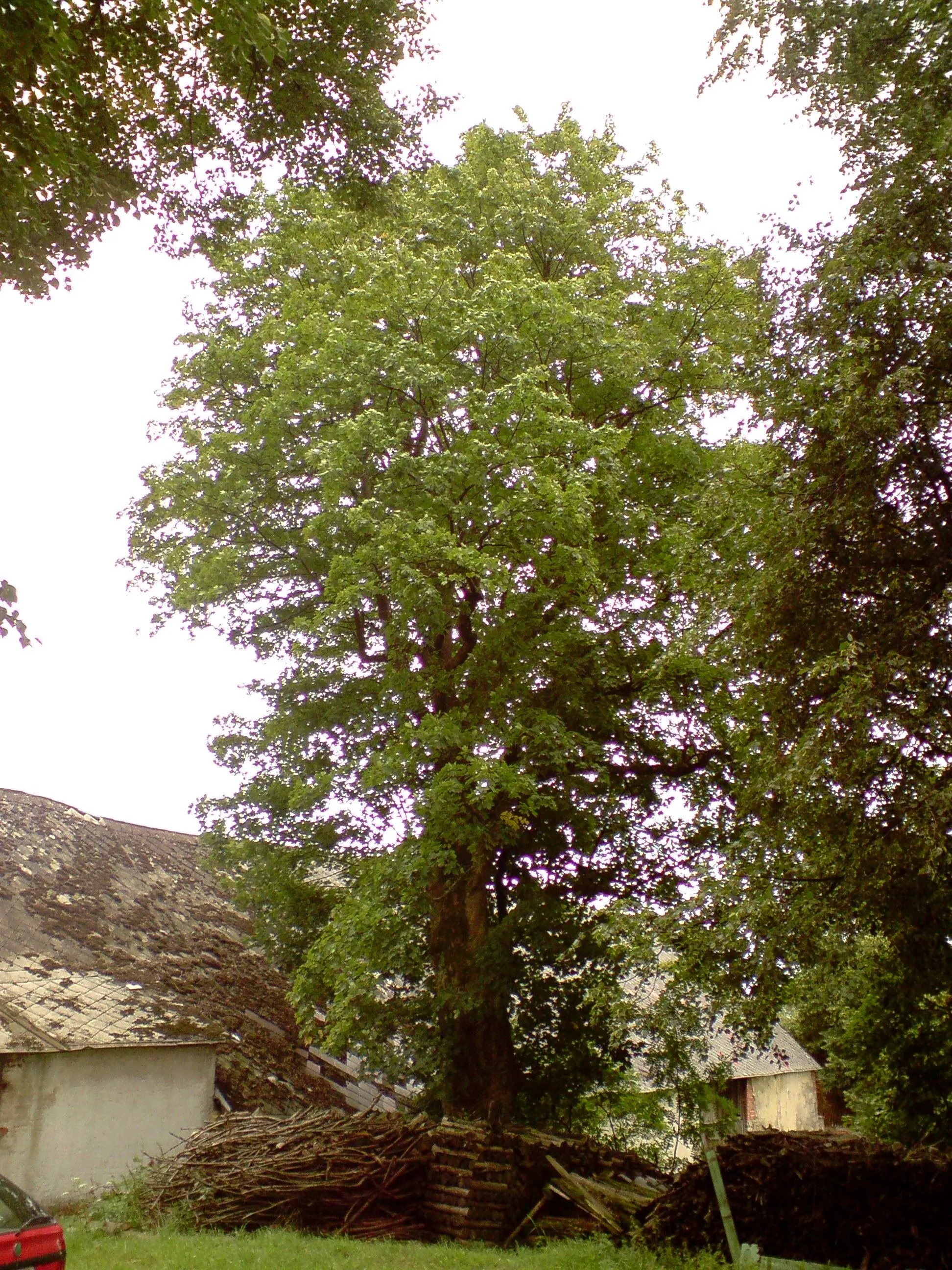 Photo showing: Památný javor klen ve Skrýchově u Studené