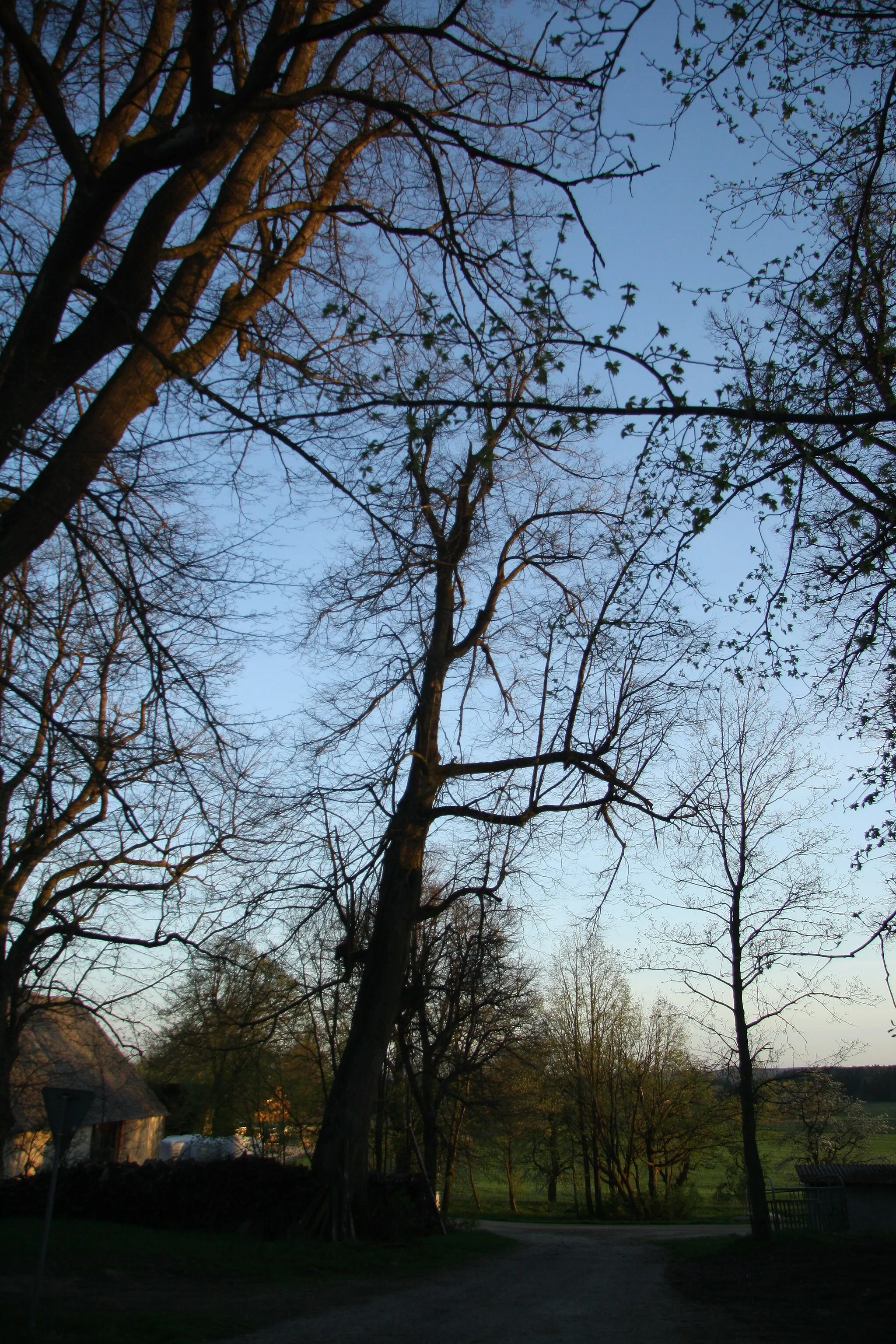 Photo showing: Famous tree Skrýchovský klen in Skrýchov, Studená, Jindřichův Hradec District.