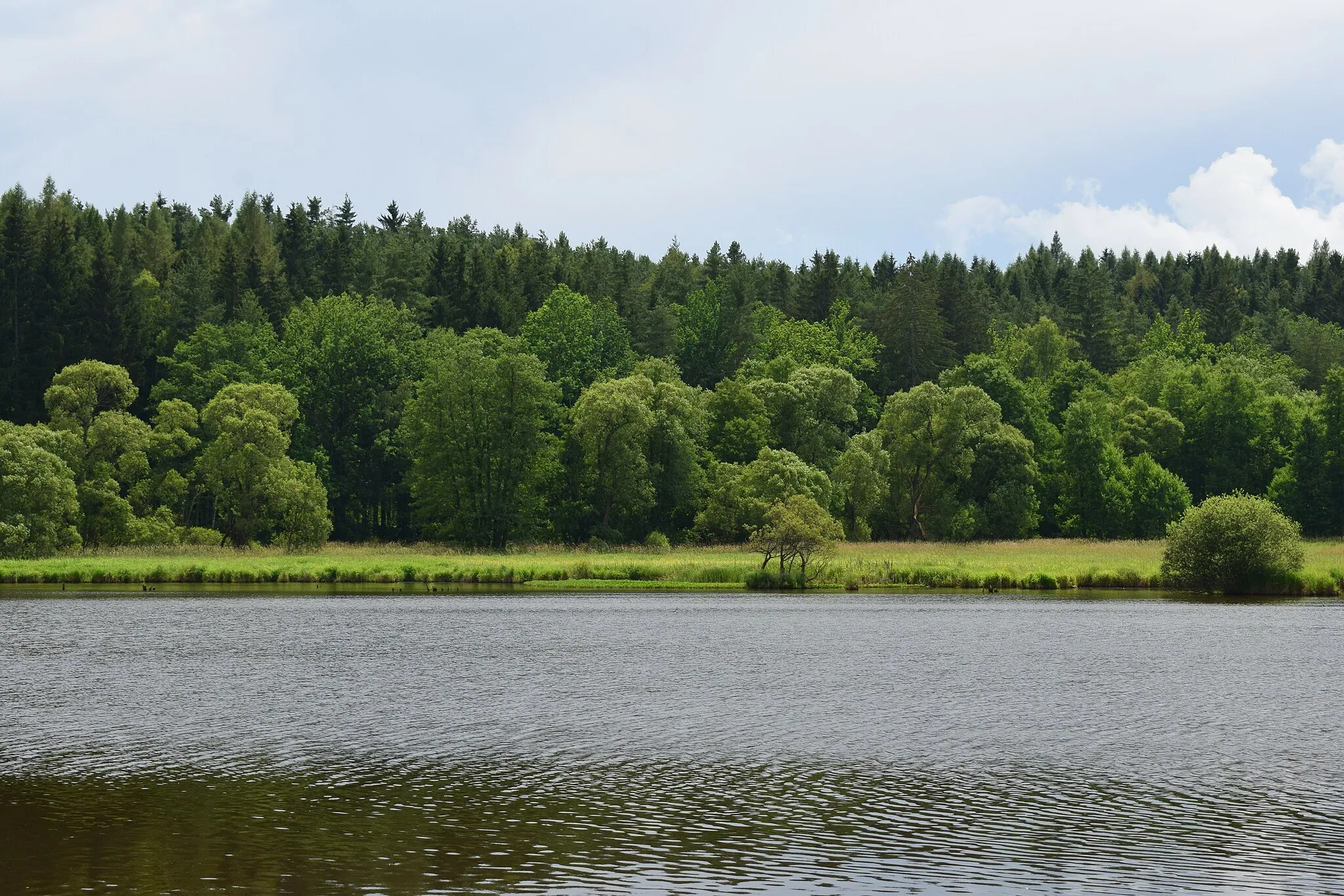 Photo showing: Pohled na Zevlův rybník a mokřady v za ním v oblasti ústí Veveřského potoka
