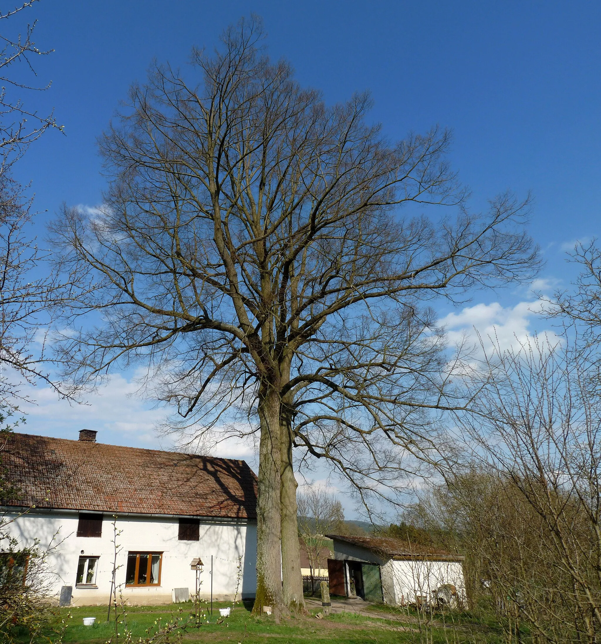 Photo showing: Famous tree in the village of Vlčetínec, Jindřichův Hradec District, South Bohemian Region, Czech Republic.