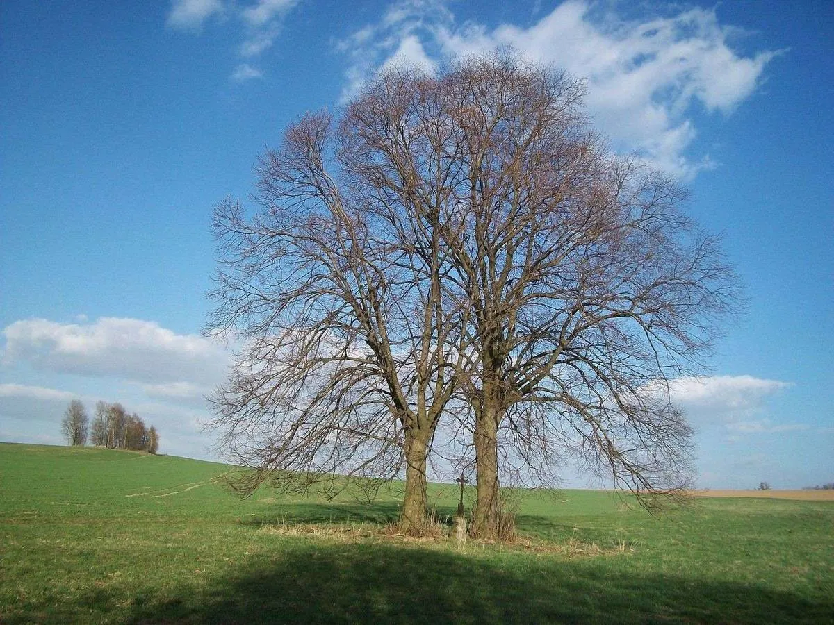 Photo showing: Wayside cross in Dobrá Voda u Pacova in Pelhřimov District – entry no. 1390.