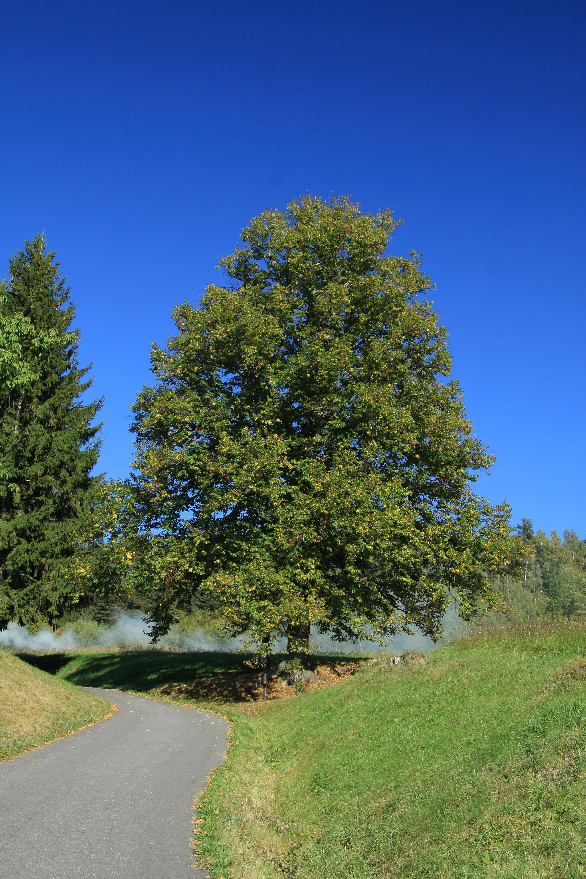 Photo showing: Famous tree called "Lípa v Horním Záblatí". Horní Záblatí village in Prachatice District, Czech Republic