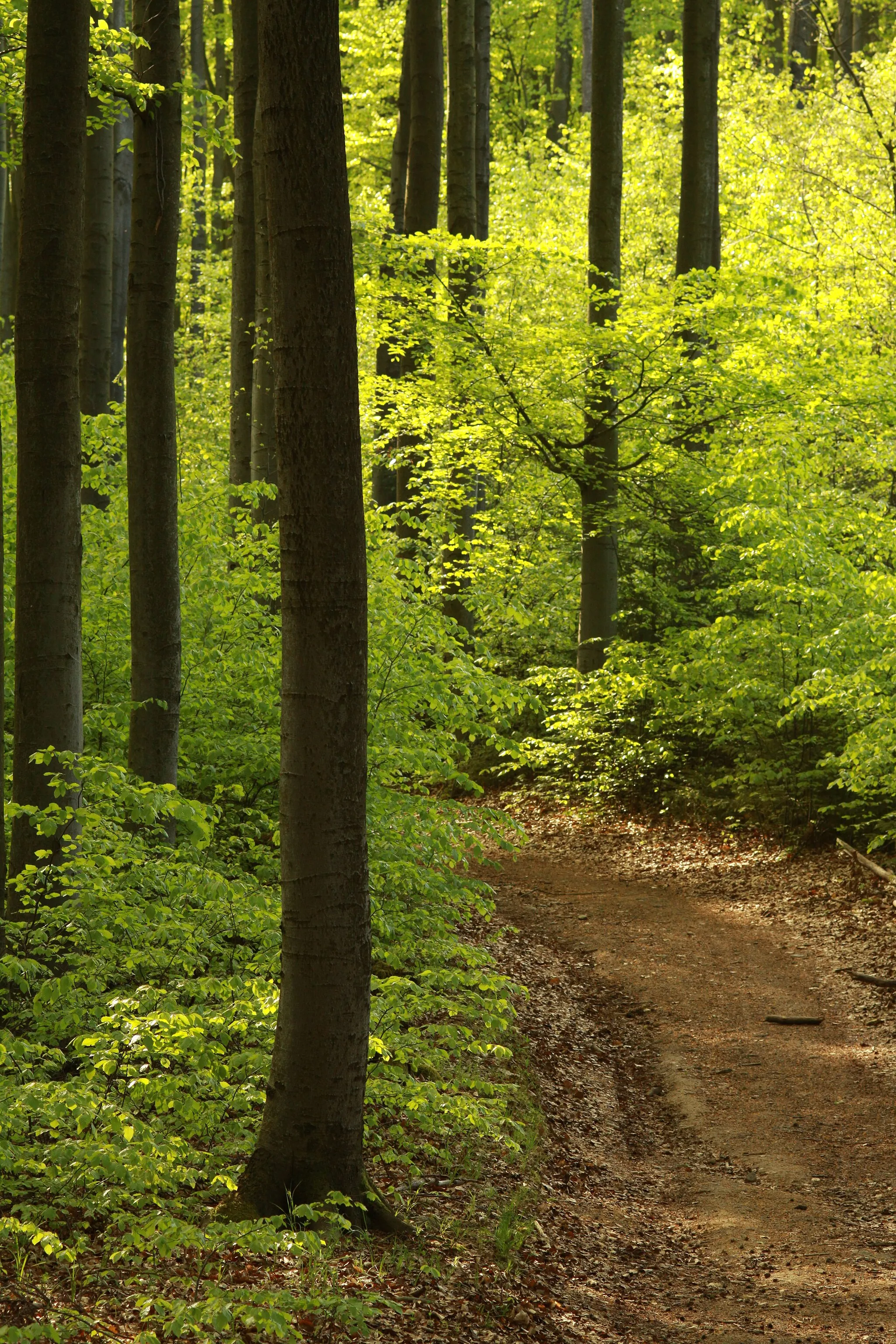 Photo showing: Nature reserve Velký a Malý Kamýk in České Budějovice District close to Albrechtice nad Vltavou, Czech Republic