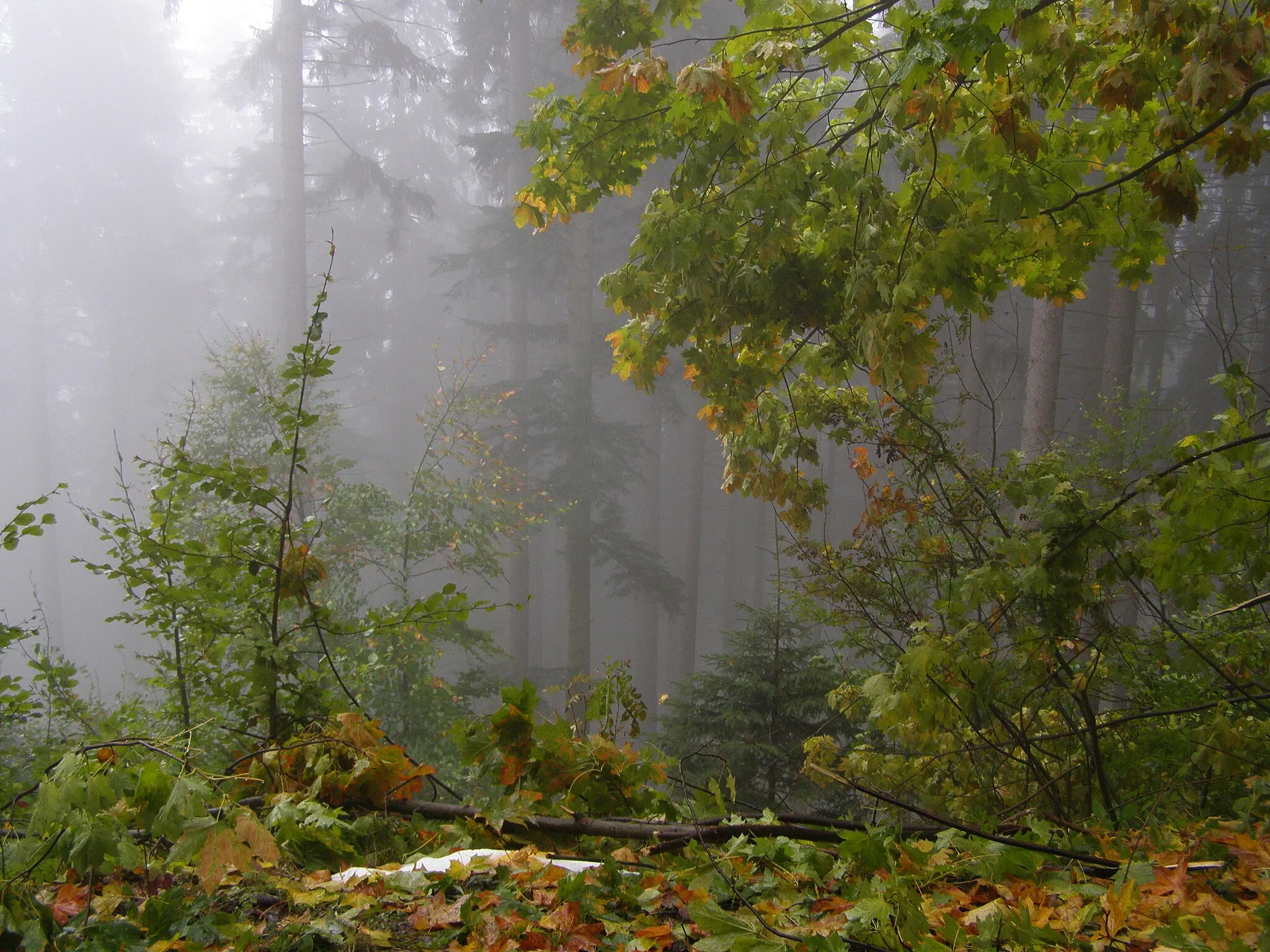 Photo showing: Czech Republic, Moravian-Silesian Region, forest in a slope of hill Ondřejník