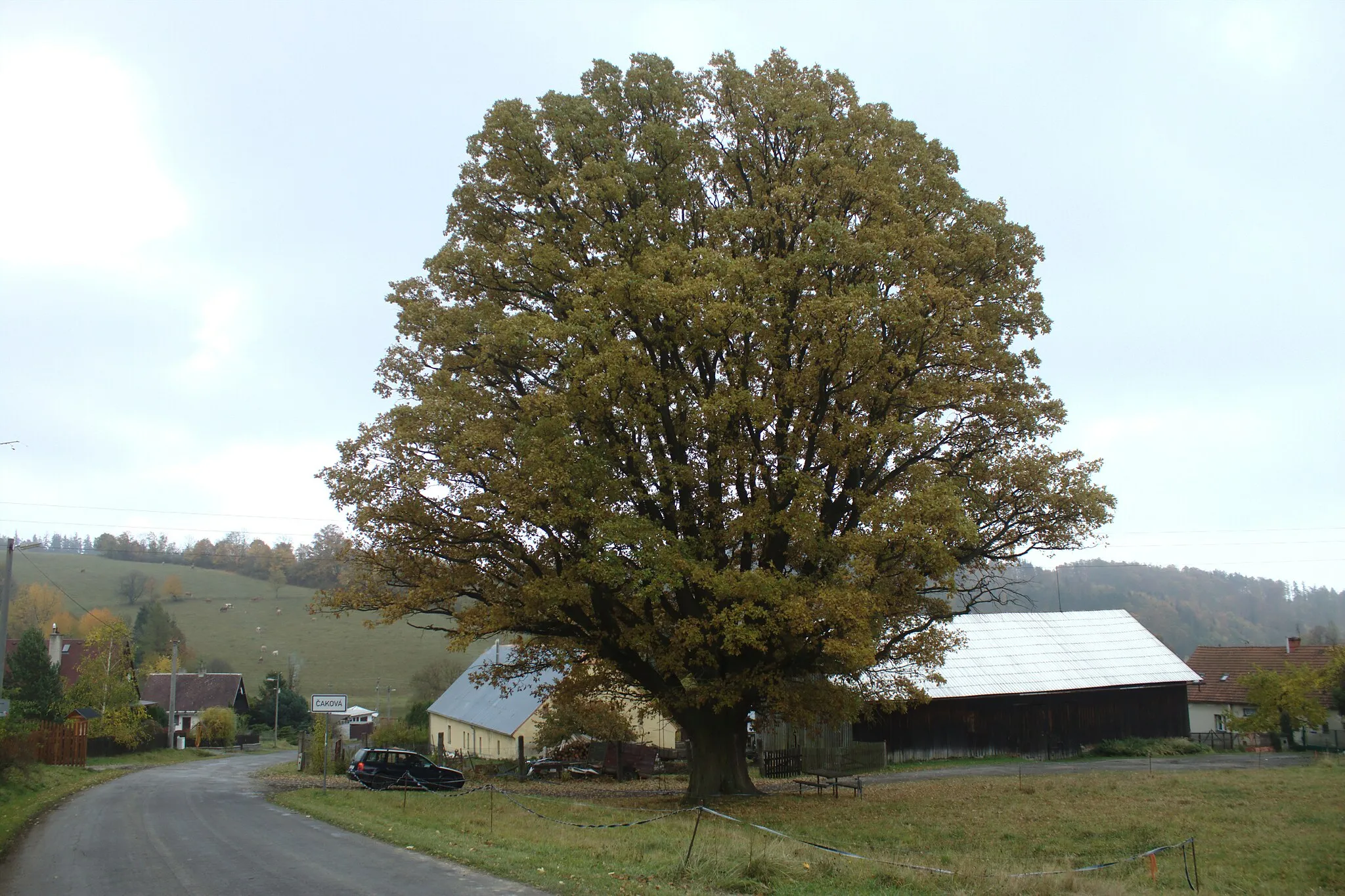 Photo showing: A tree in the village of Čaková, Moravian-Silesian Region, CZ