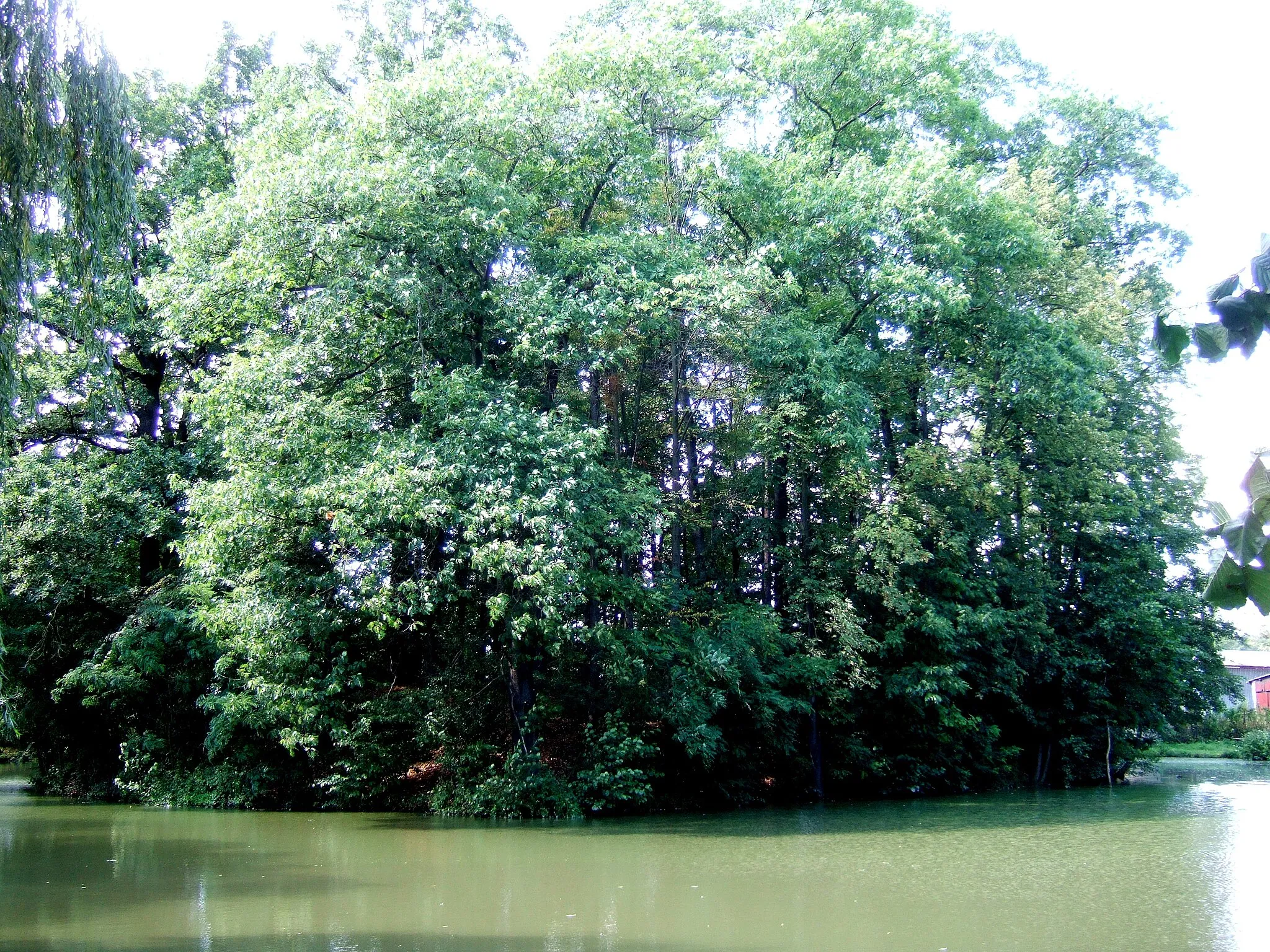 Photo showing: Velké Albrechtice, "tvrziště" (tower house ruins) and moat