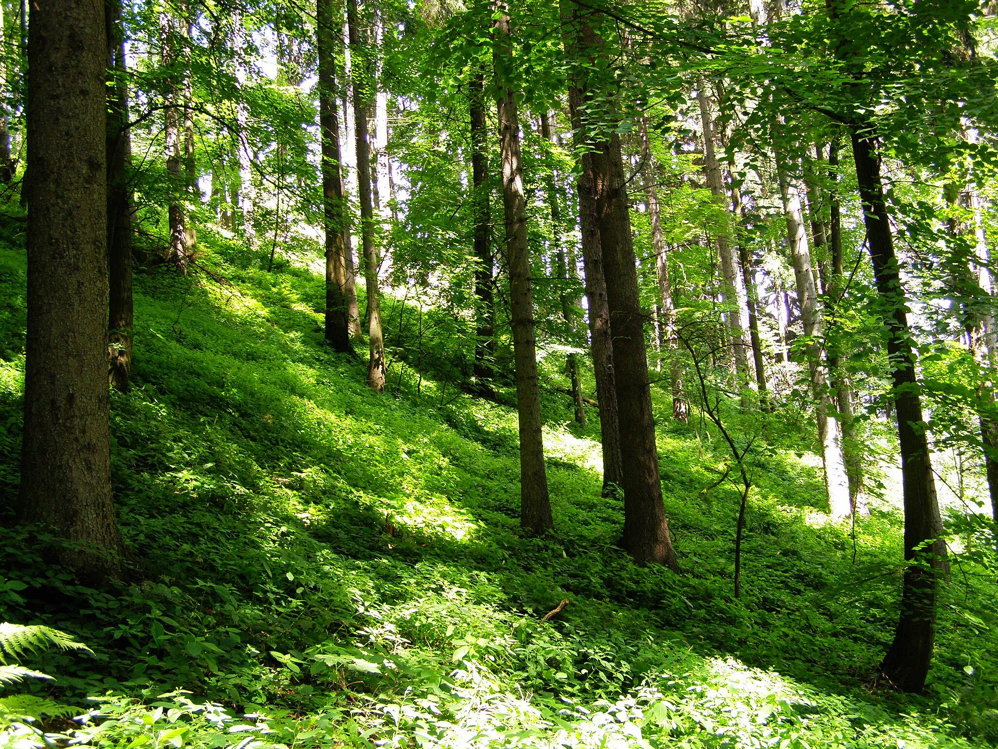 Photo showing: Palkovické hůrky, smíšený les v úbočí vrcholu Ostružina (616 m)
