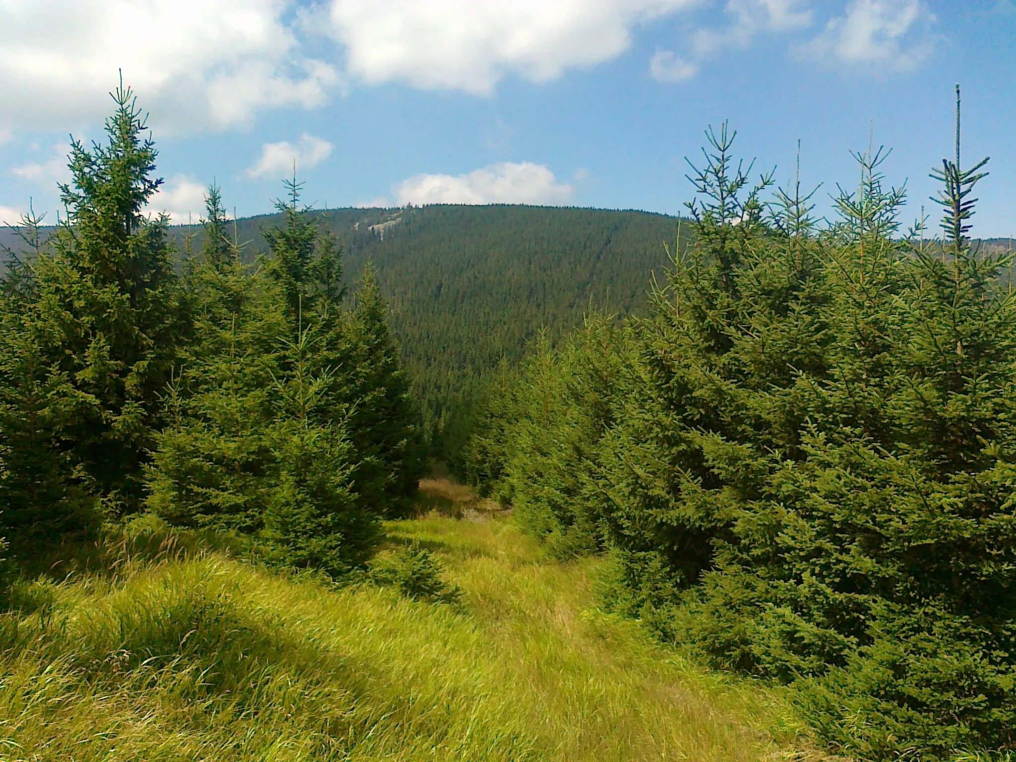 Photo showing: Widok na stok góry Vysoká Hole - 1465 m (kamienne morze -Suť) oraz ścieżkę zejścia ze szczytu góry Hradečná - 1057 m