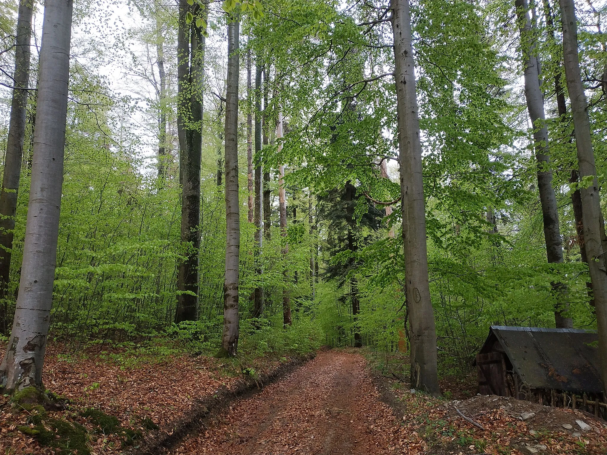 Photo showing: Přírodní rezervace Karlovice sever vstup na západní straně.