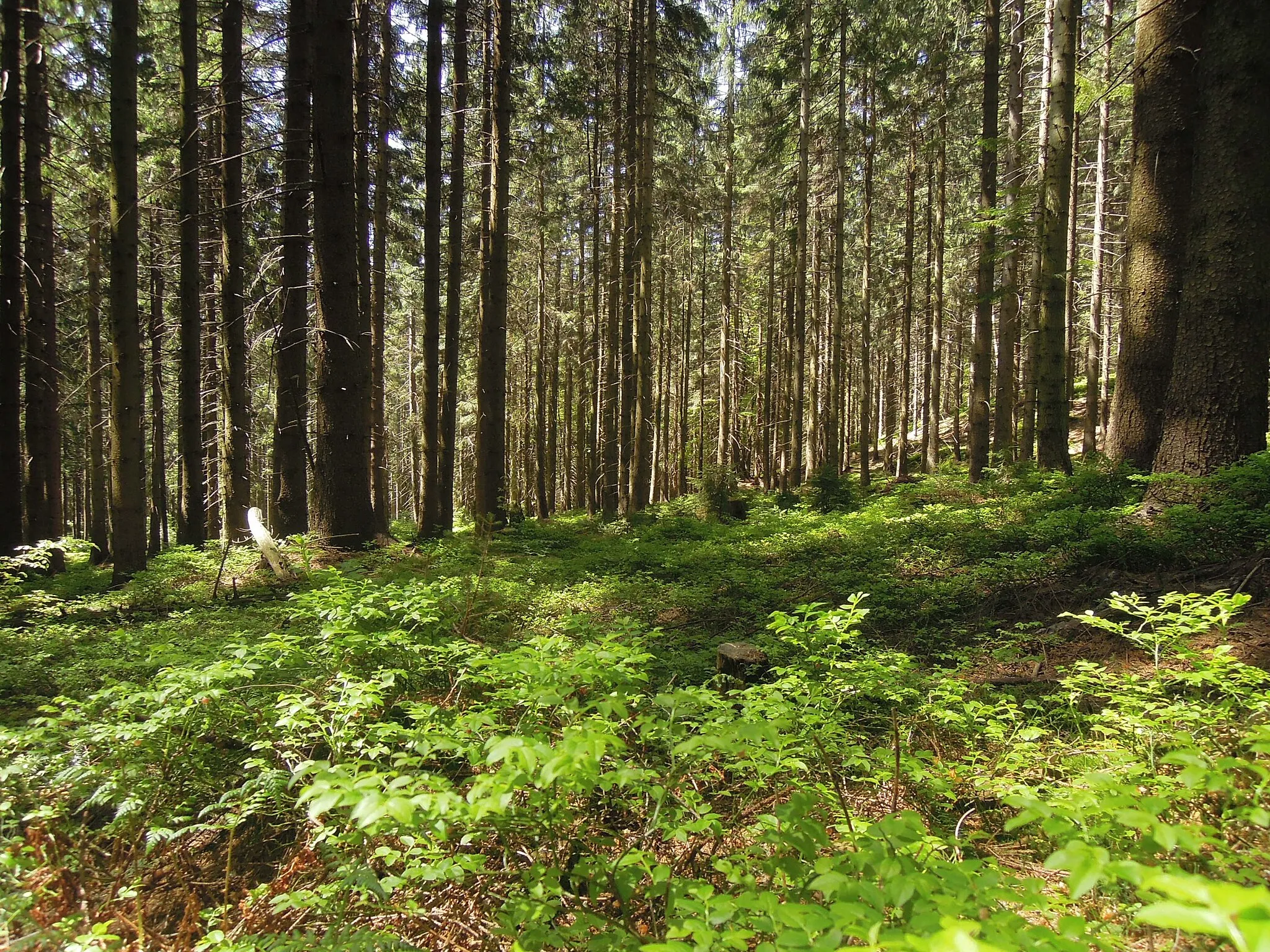 Photo showing: Kladnatá - Grapy natural monument in Horní Bečva, Vsetín District, Zlín Region, Czech Republic