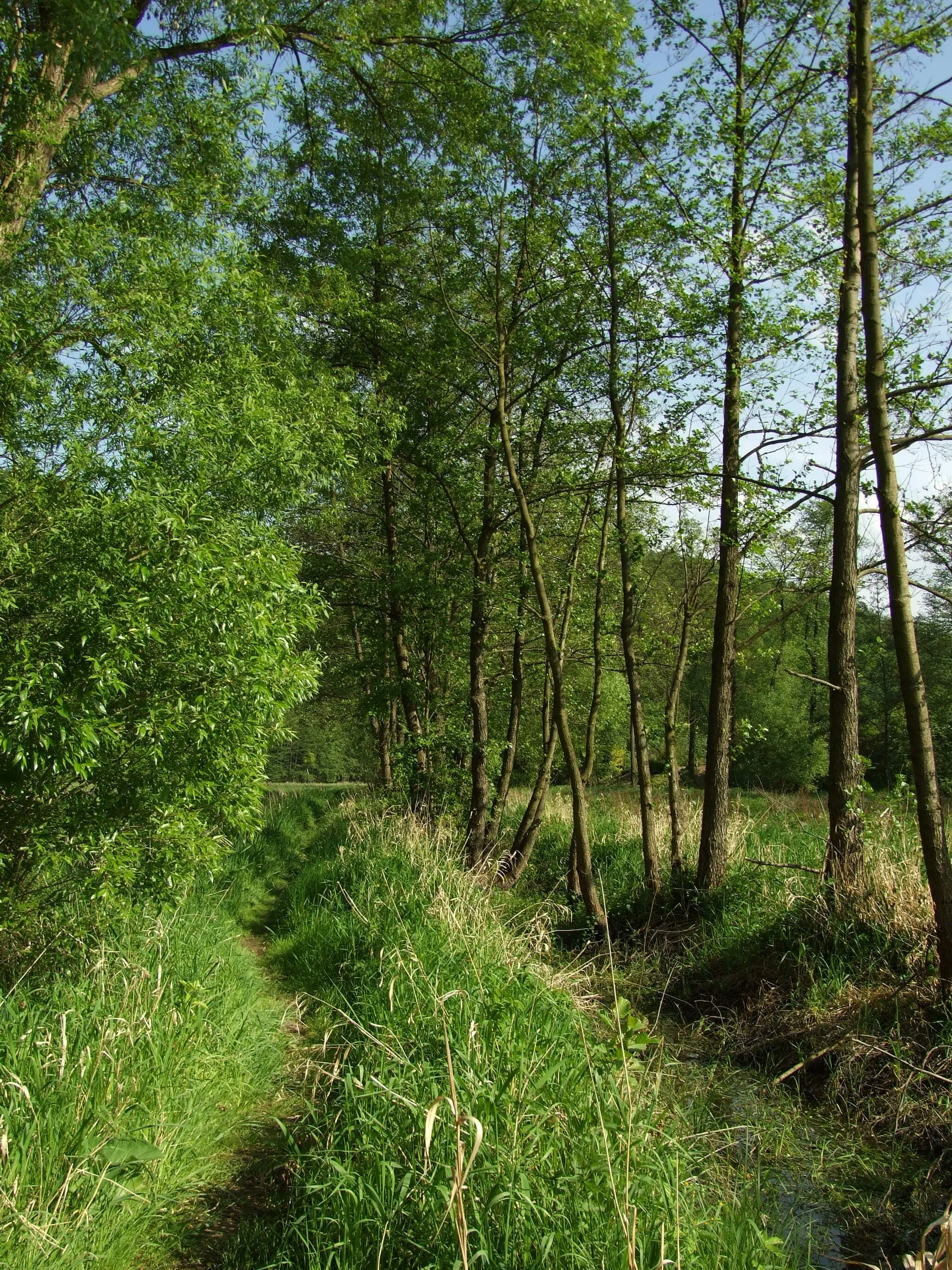 Photo showing: Nature near Kačák river in Central Bohemian region, CZ
