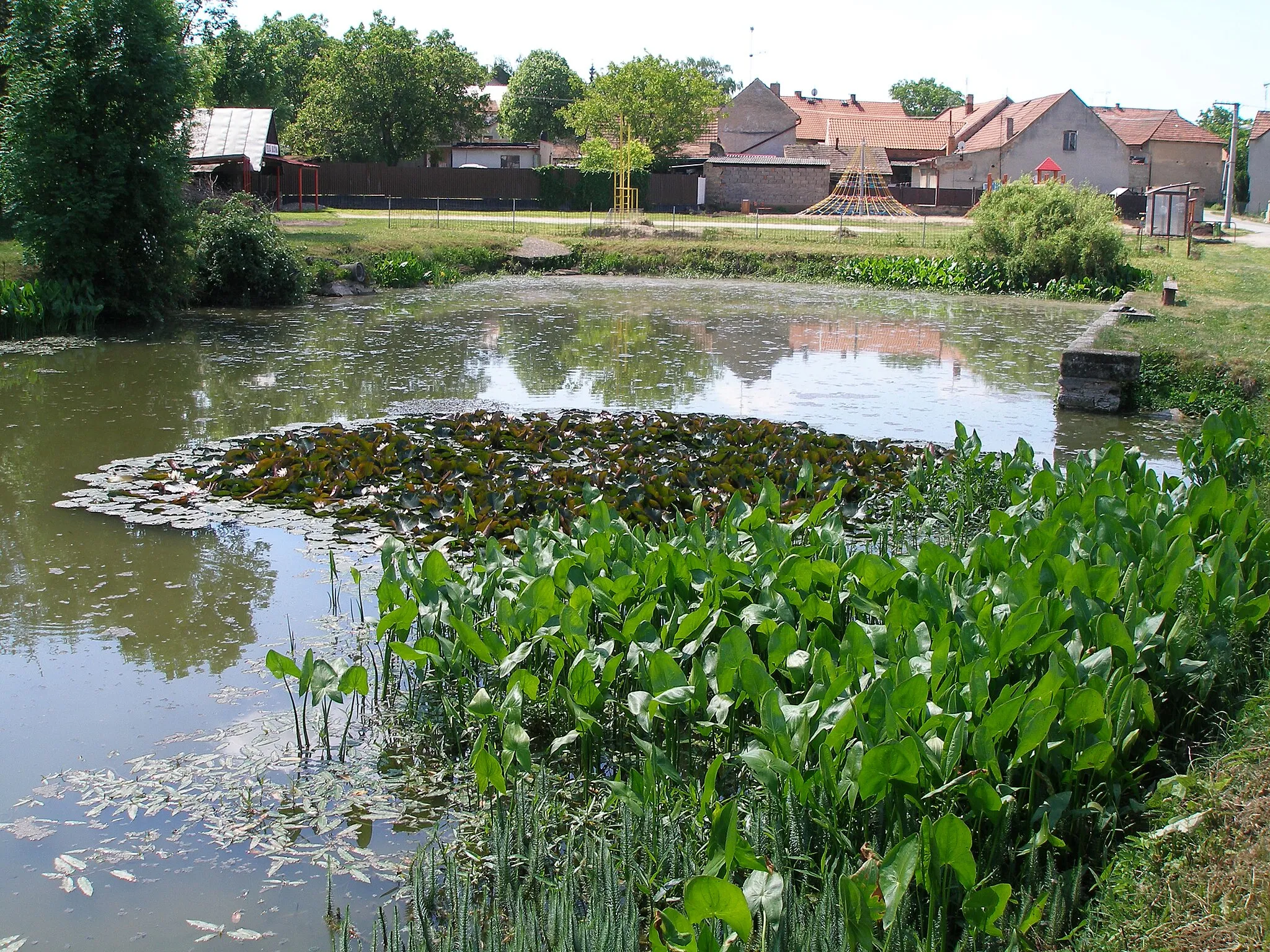 Photo showing: Rybník ve Velké Bučině.