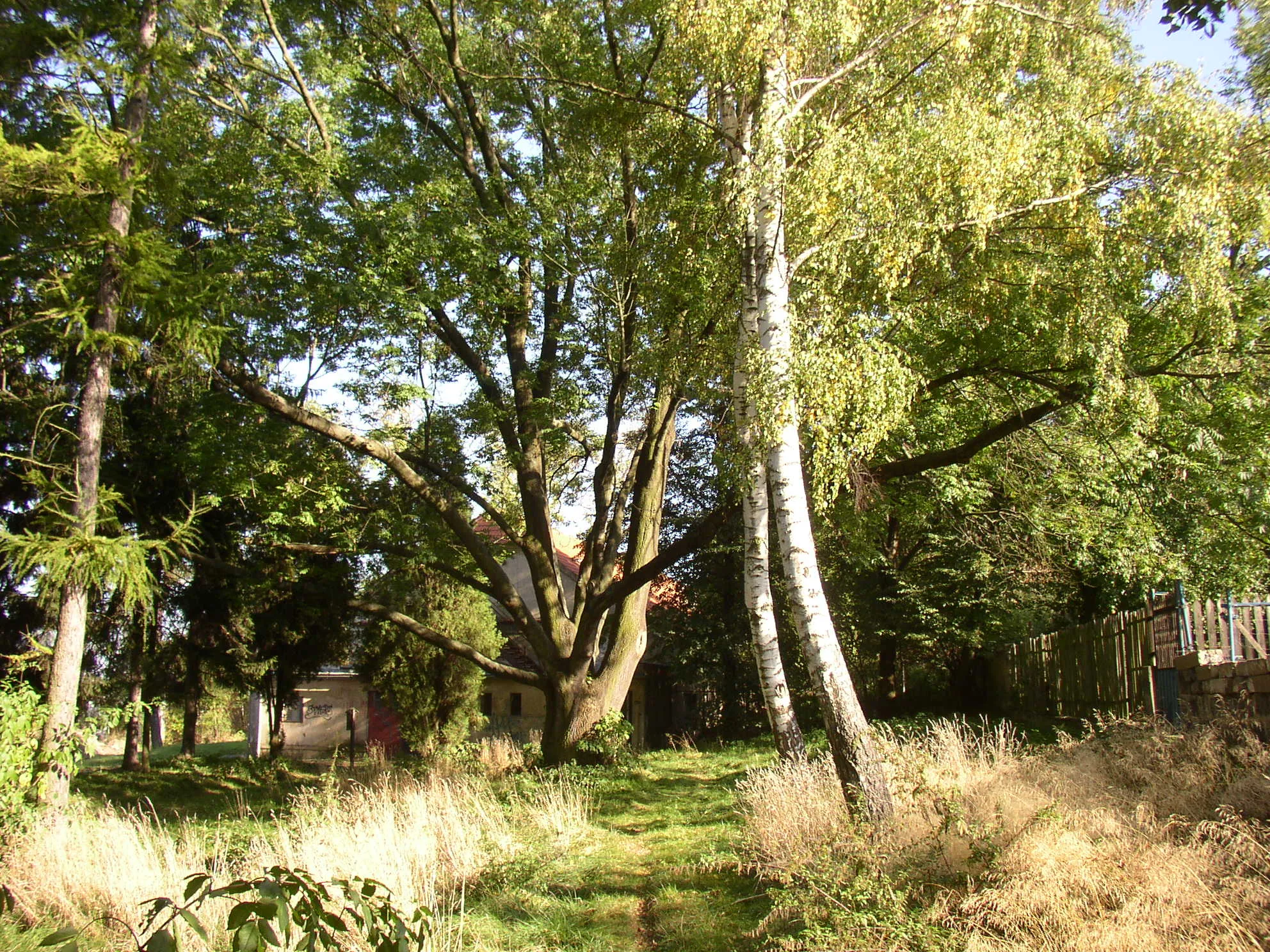 Photo showing: Protected example of Common Ash (Fraxinus excelsior) in Hostouň, Kladno District, Czech Republic.