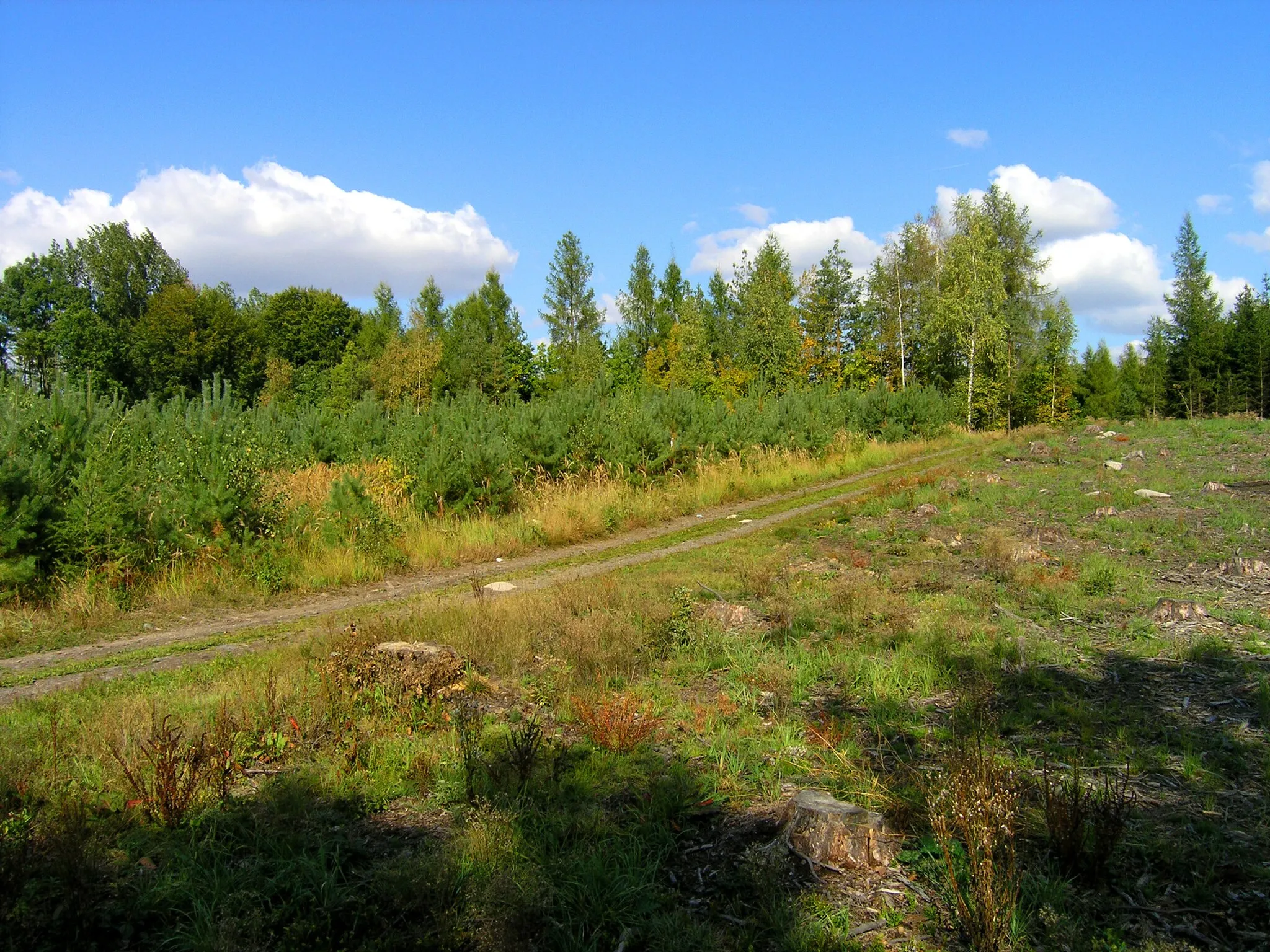 Photo showing: Forest in the south part of Štíhlice, Czech Republic