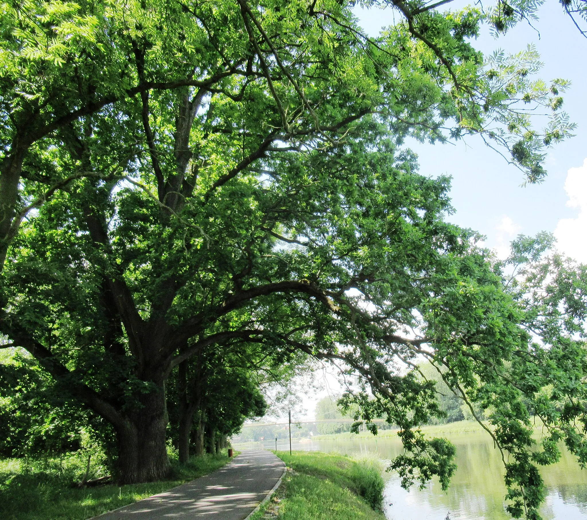 Photo showing: Dub letní (Quercus robur), třetí z památných stromů č.106221 dle AOPK. Strom roste na pravém břehu řeky Labe, nedaleko lávky přes řeku, ve směru od obce Lázně Toušeň (okres Praha-východ). Kolem stromů vede cyklotrasa 0019. Stáří stromu je odhadováno na 200 let.