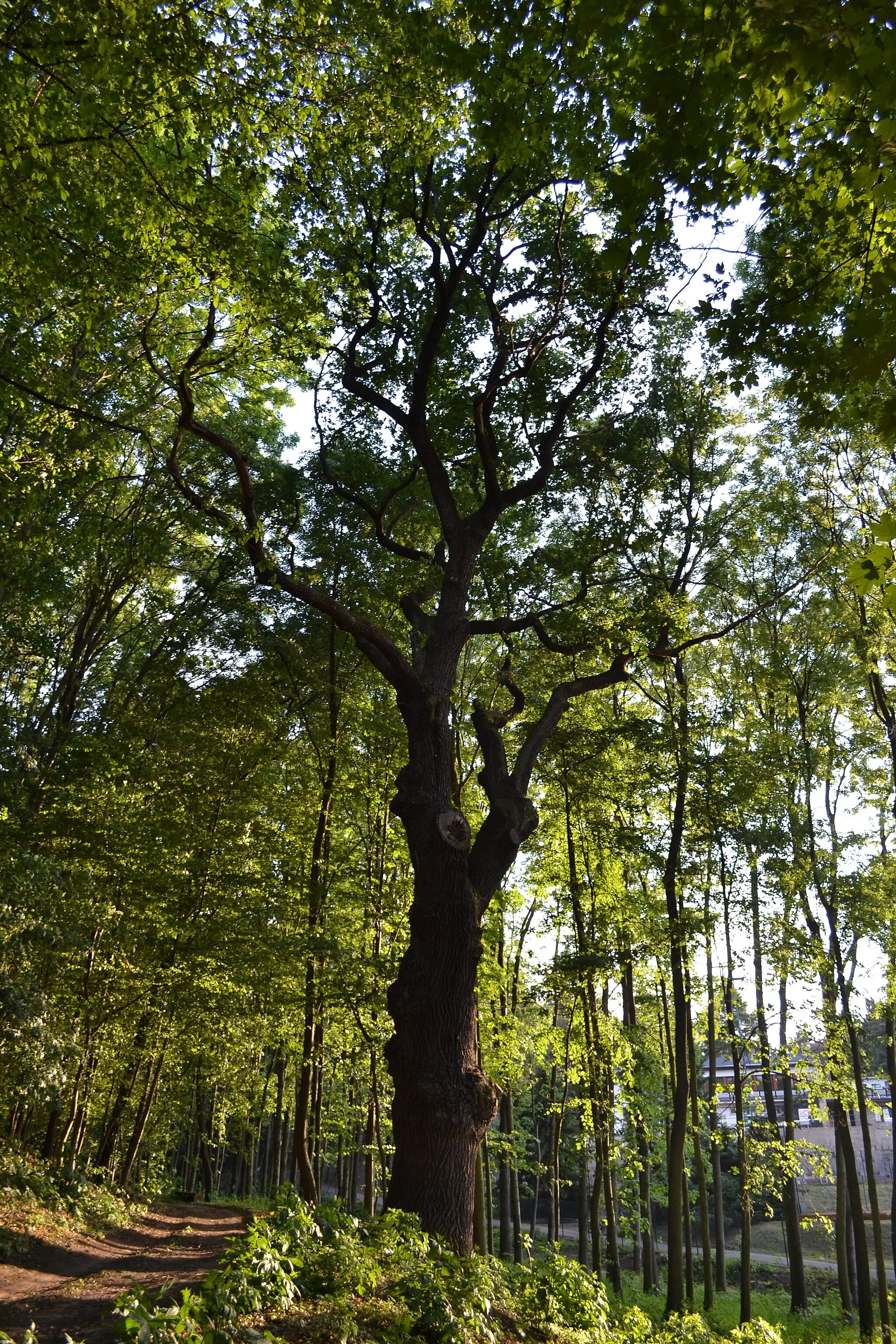 Photo showing: Třetí ze skupiny památných dubů letních (Quercus robur) v parku Cibulka, Košíře, Praha 5.