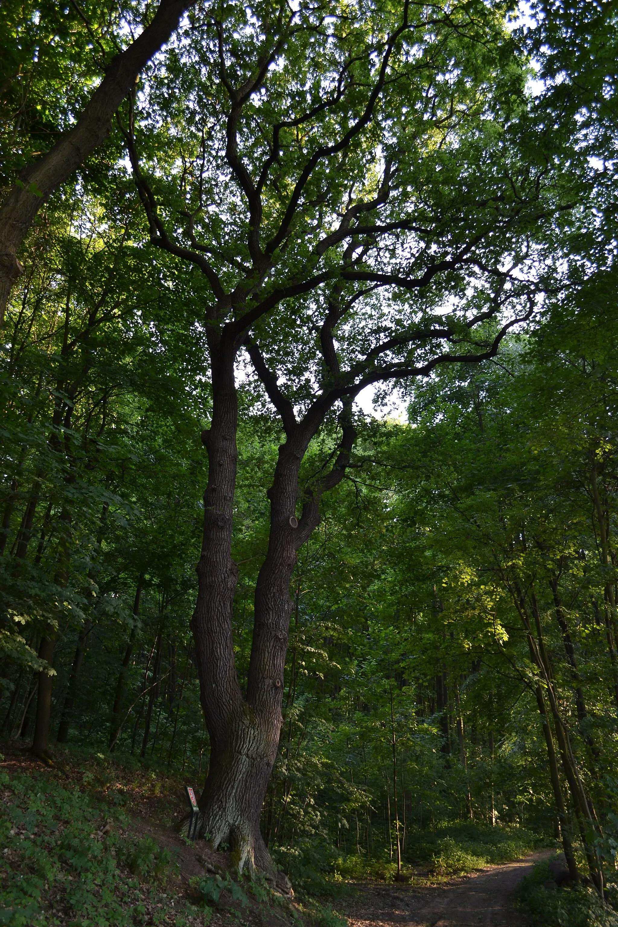 Photo showing: První ze skupiny památných dubů letních (Quercus robur) v parku Cibulka, Košíře, Praha 5.