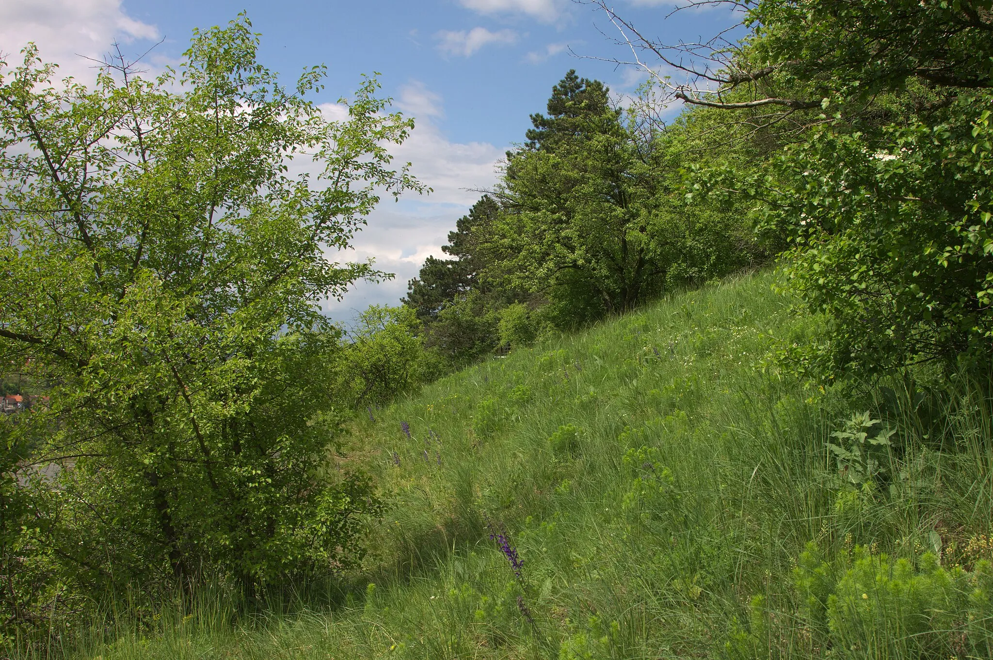 Photo showing: Hlaváčková stráň (přírodní památka) - jaro