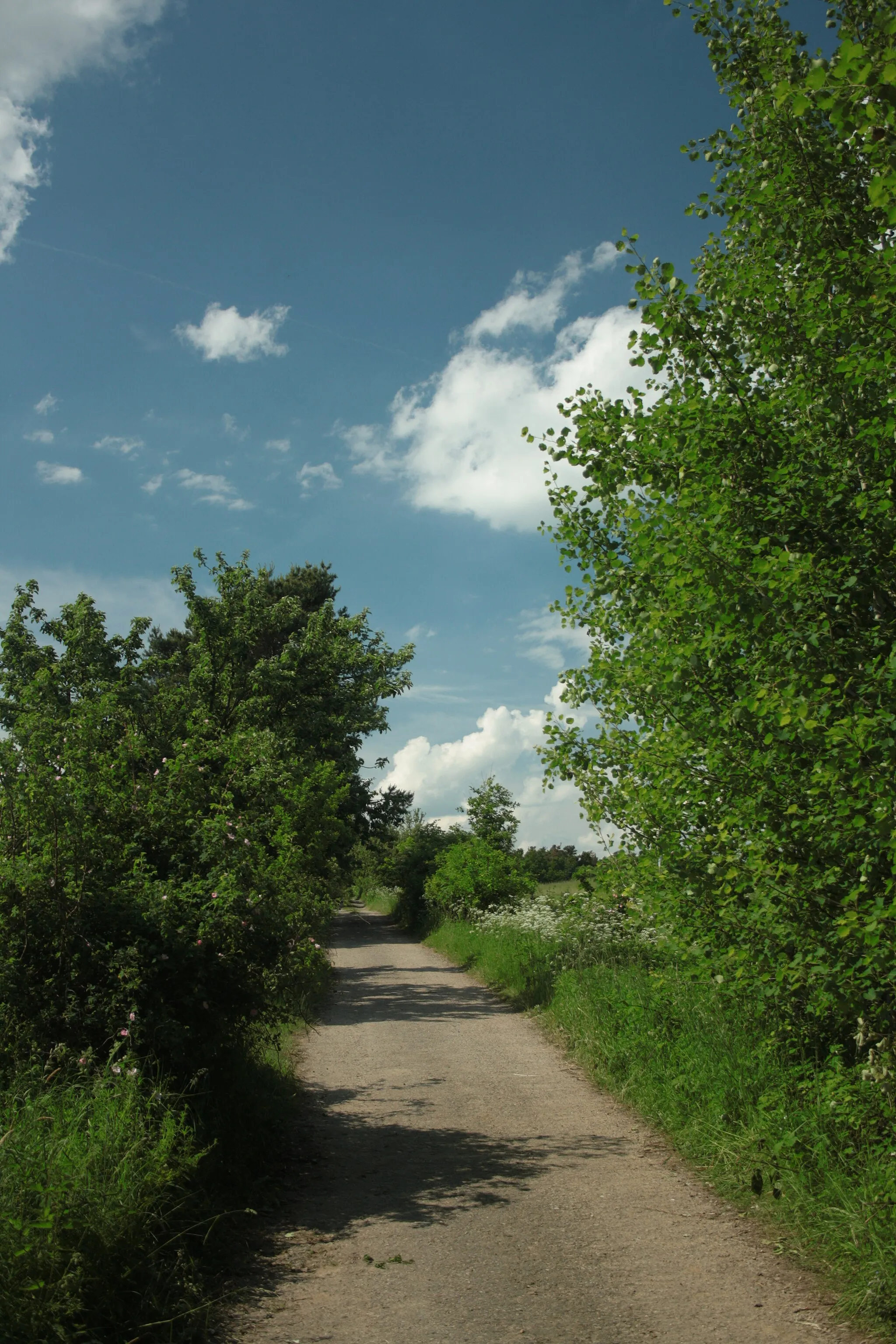 Photo showing: A road to the village of Úročnice, part of the town of Benešov, Central Bohemian Region, CZ