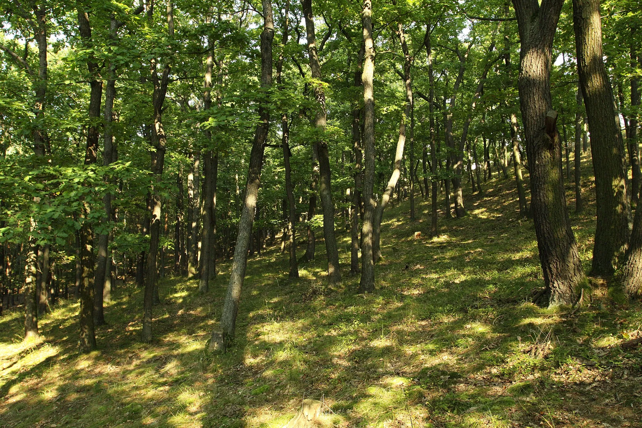 Photo showing: Natural monument Krásná stráň in Prague-West District, Czech Republic