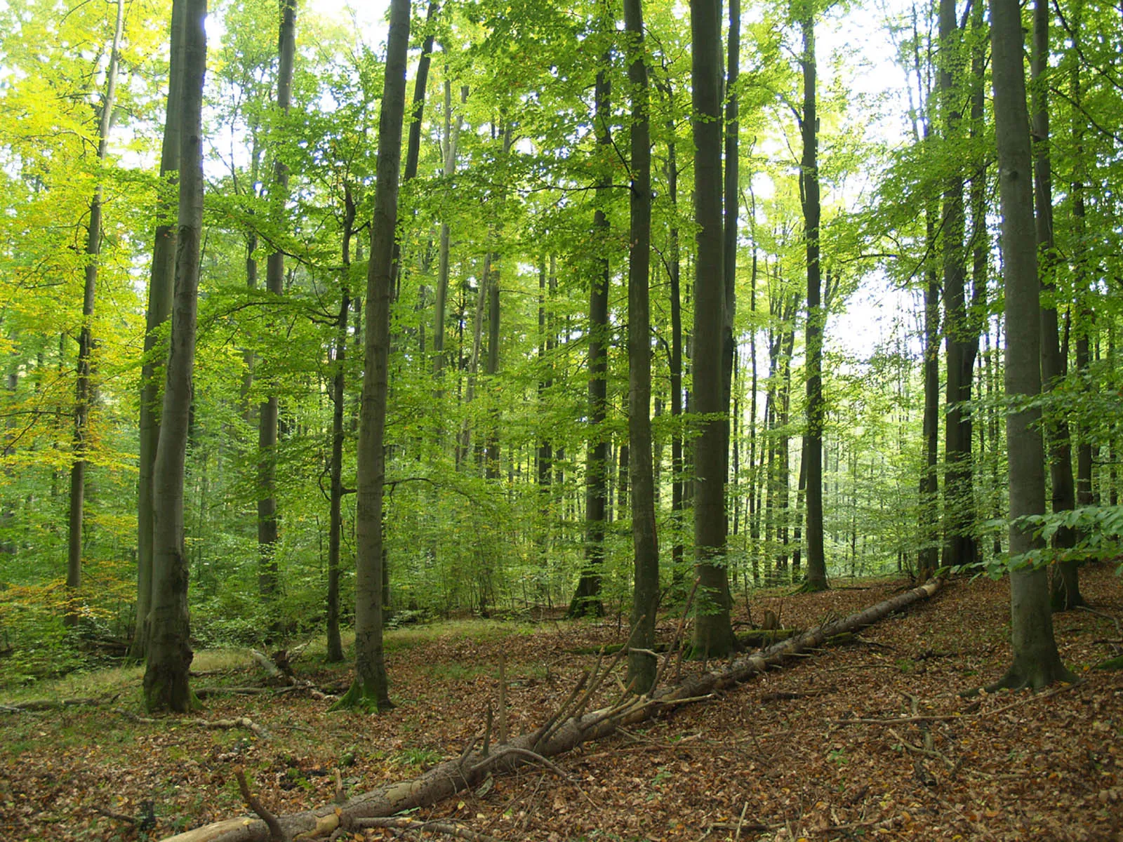 Photo showing: Nature reserve Psí kuchyně near Janov village in Svitavy District, Czech Republic