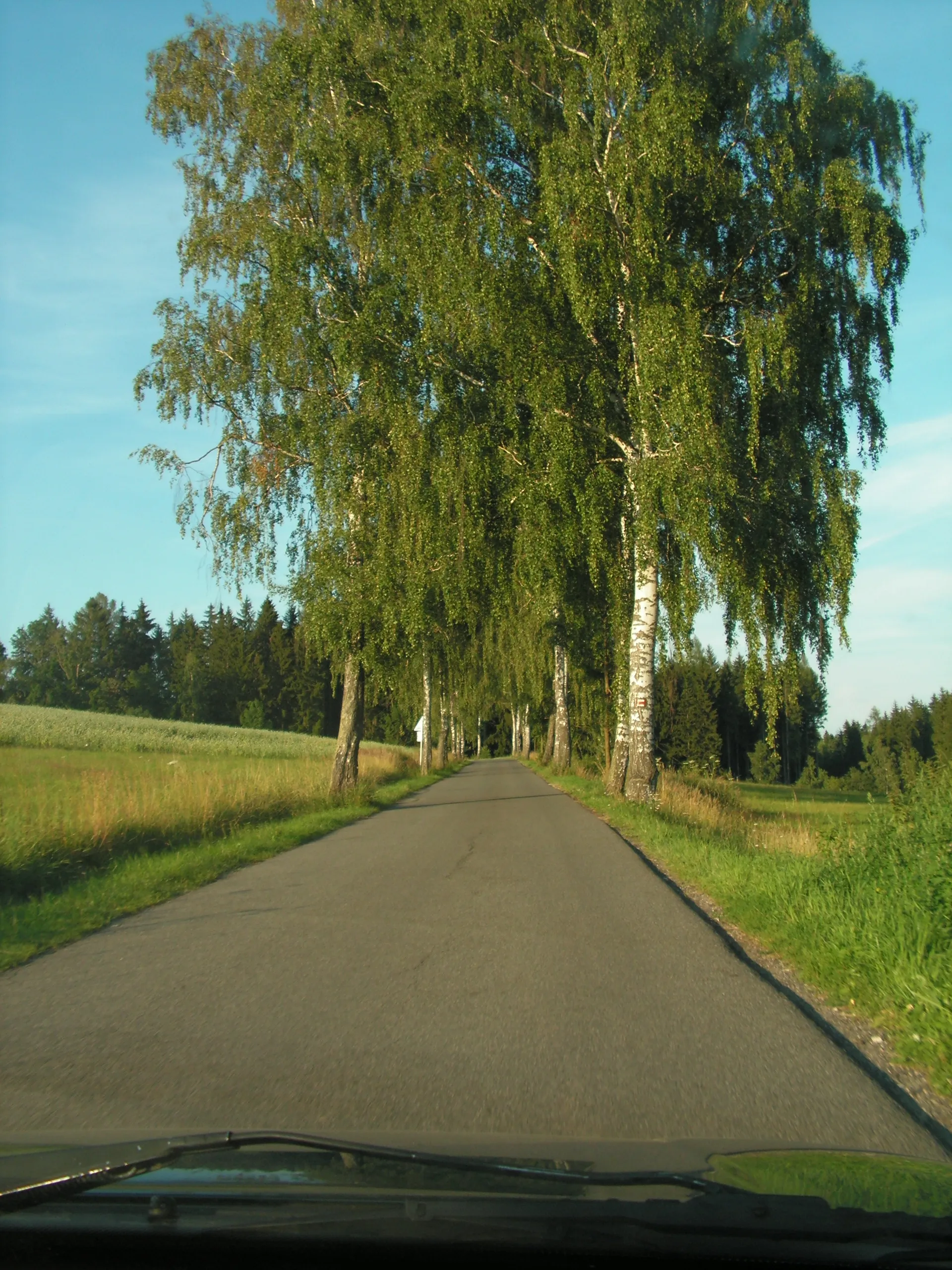 Photo showing: Březová alej na silnici III/28619 spojuje Mříčnou a Jilemnici.