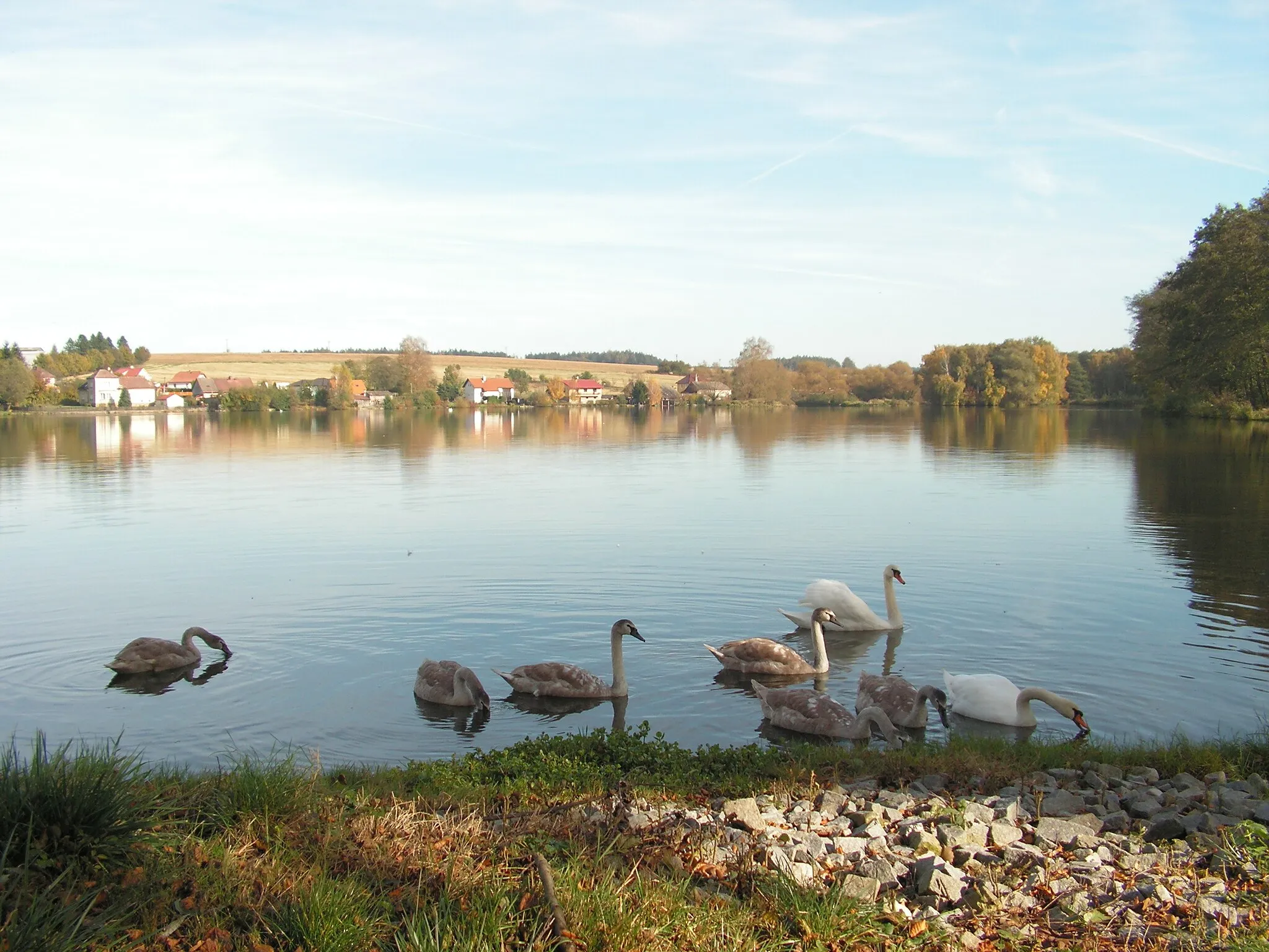 Photo showing: Rodinka labutí na Haberském rybníku.