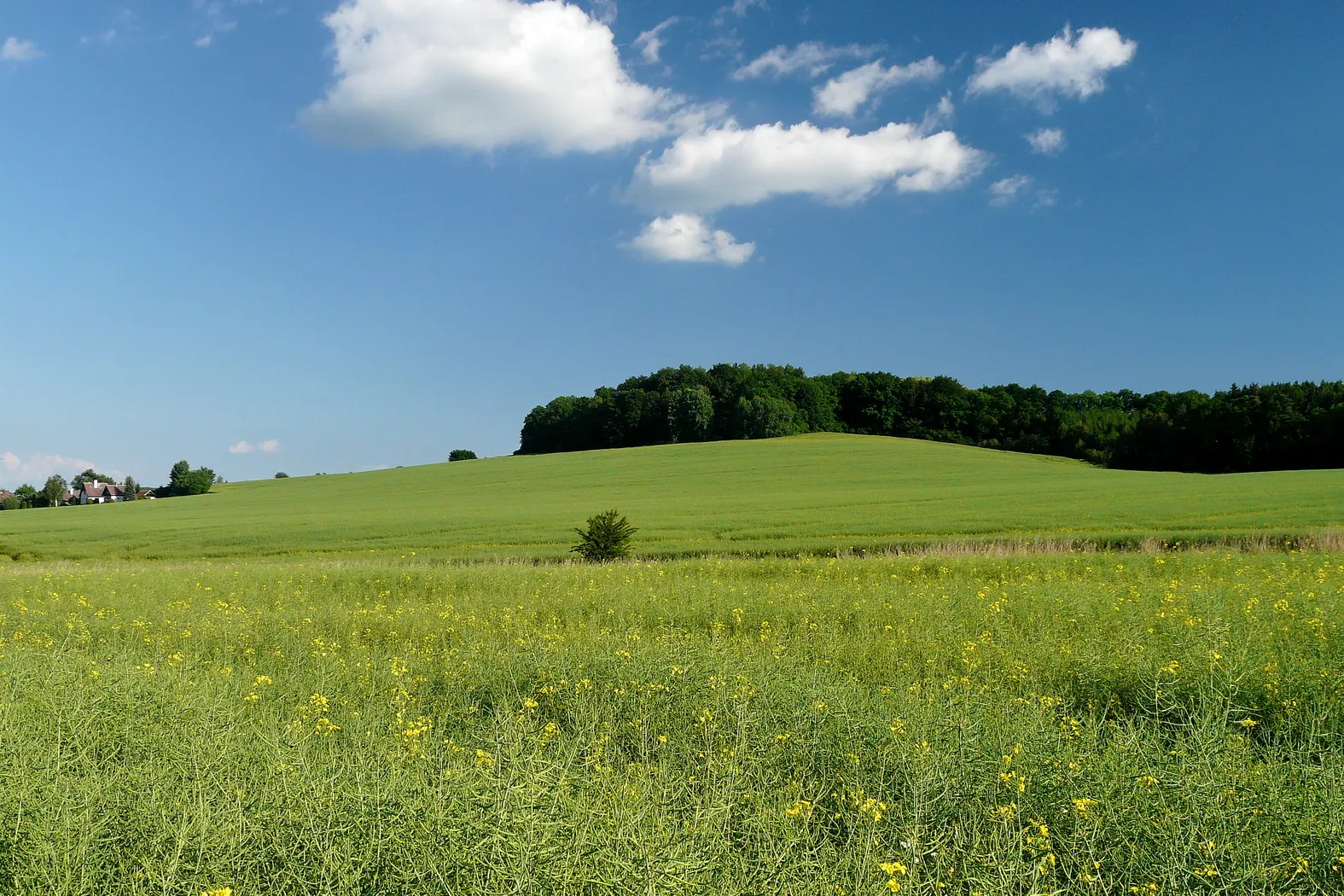 Photo showing: Mladějovská horka