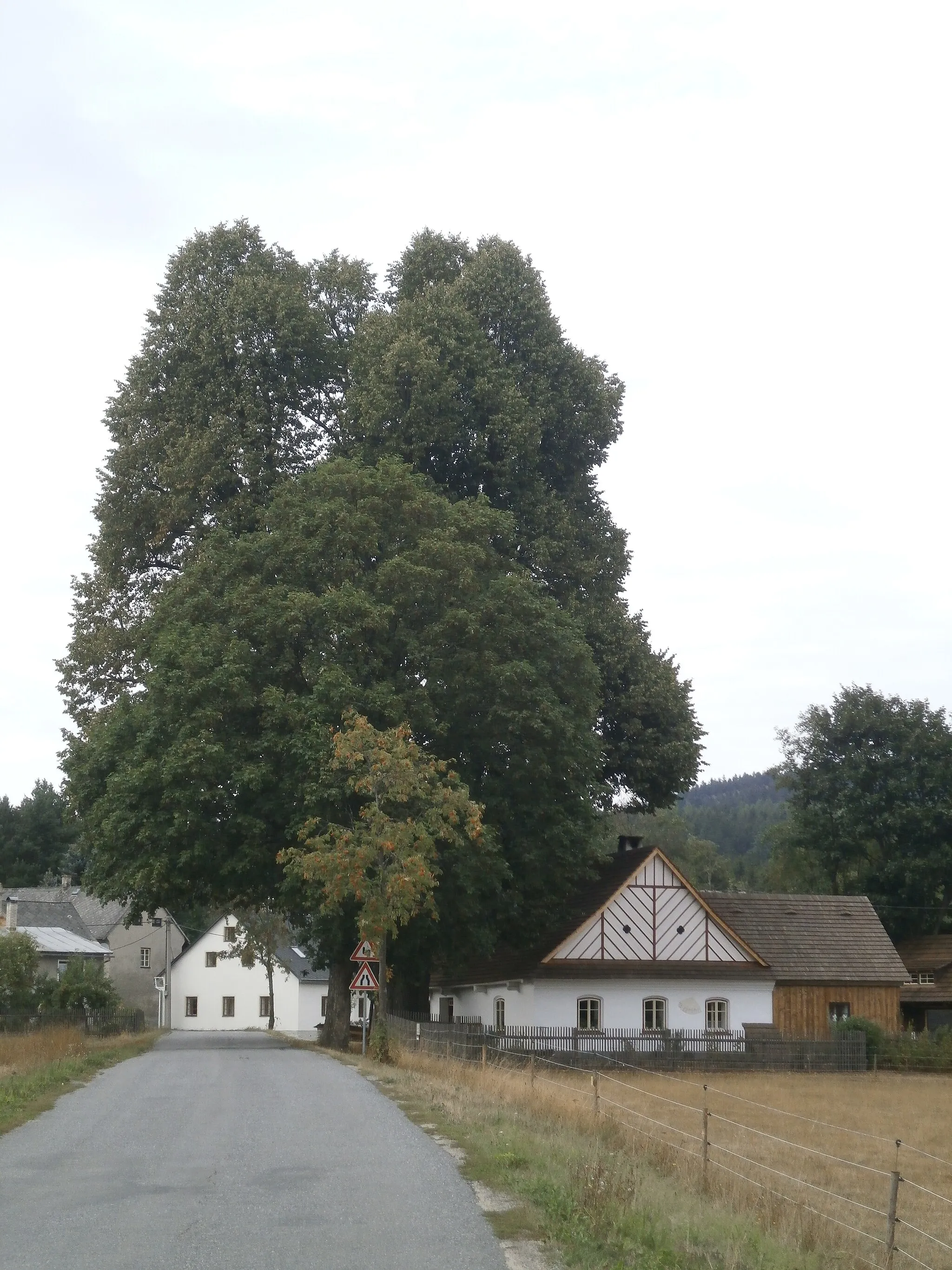 Photo showing: Krásné - památná lípa, vpravo č.p. 35