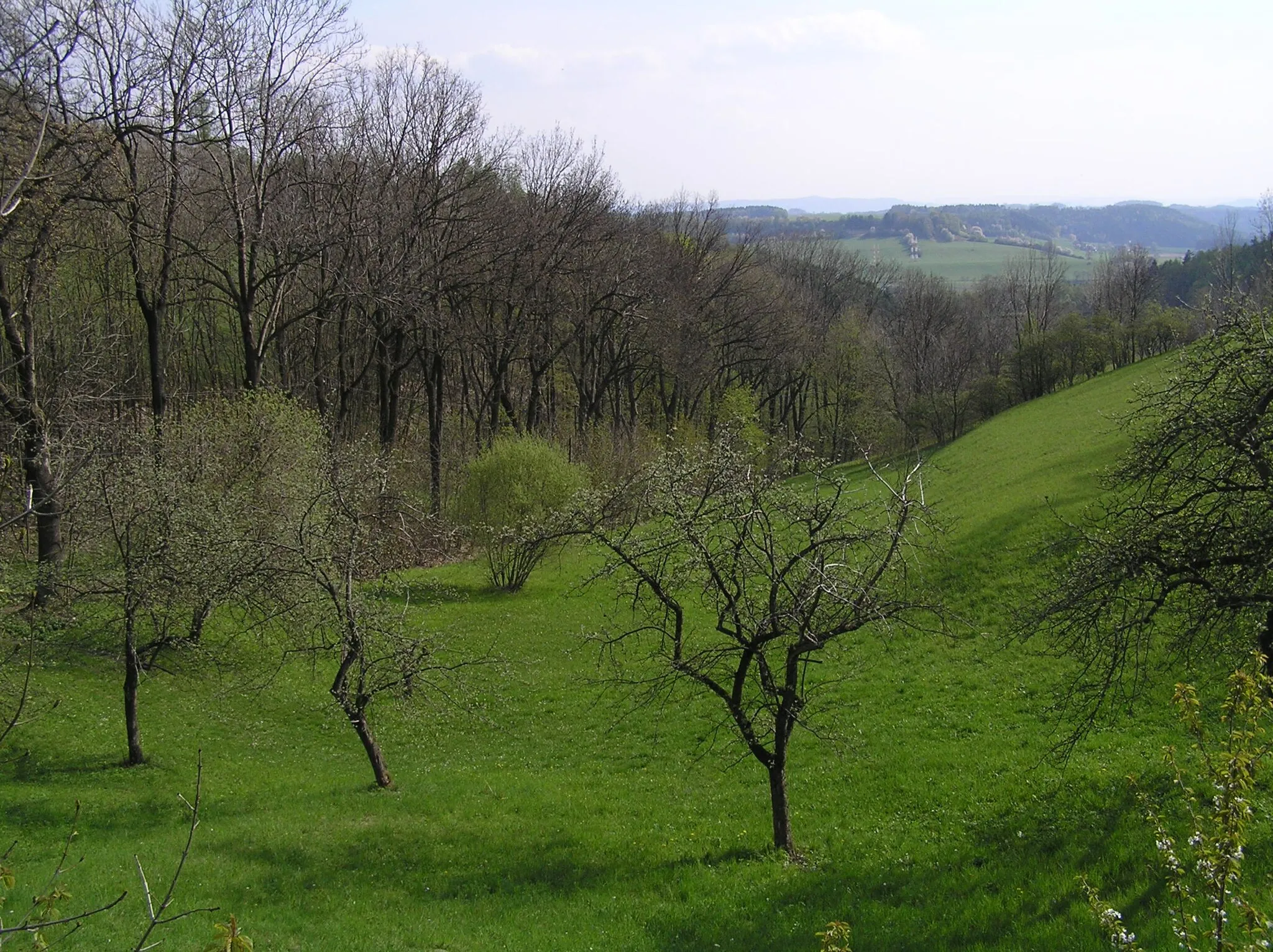 Photo showing: Záskalí - jarní sad, pohled směrem k Hodkovicím