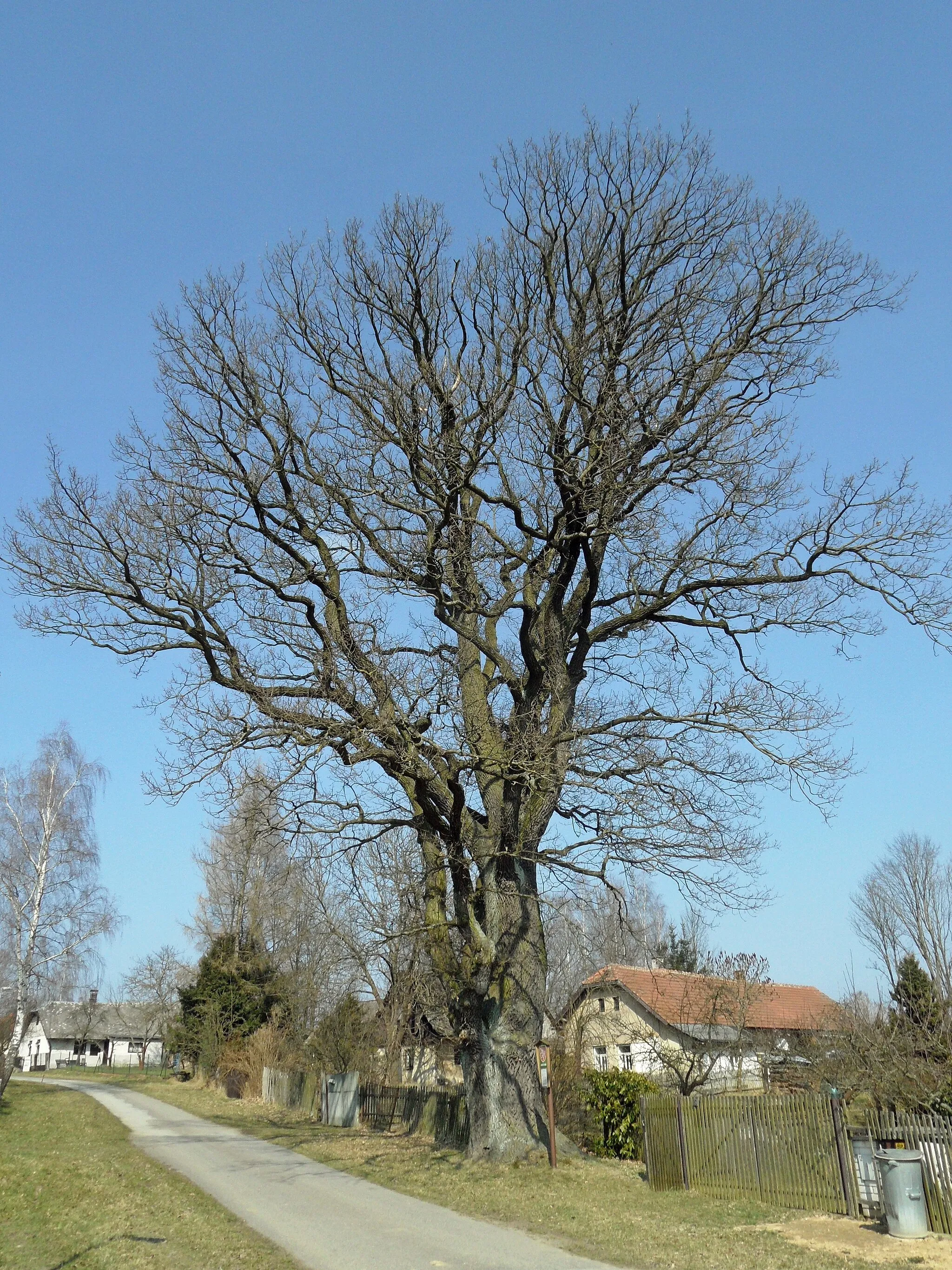 Photo showing: Dobrnice 1. Famous Tree: Quercus robur. Havlíčkův Brod District, the Czech Republic.