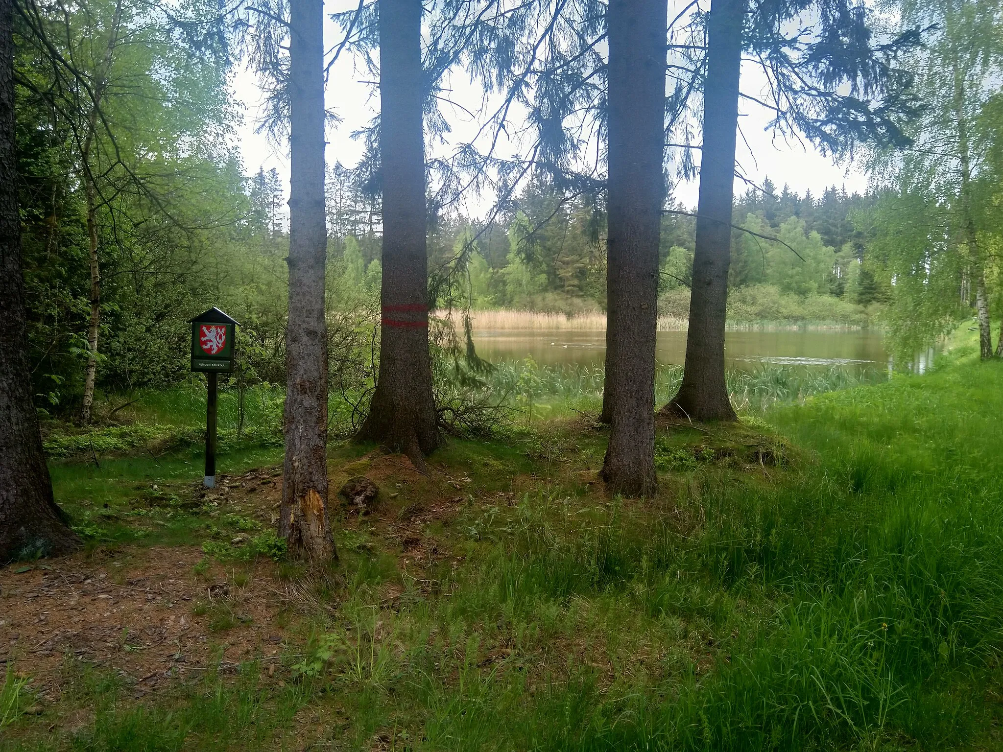 Photo showing: Lesní rybník (rybník v okrese Žďár nad Sázavou)