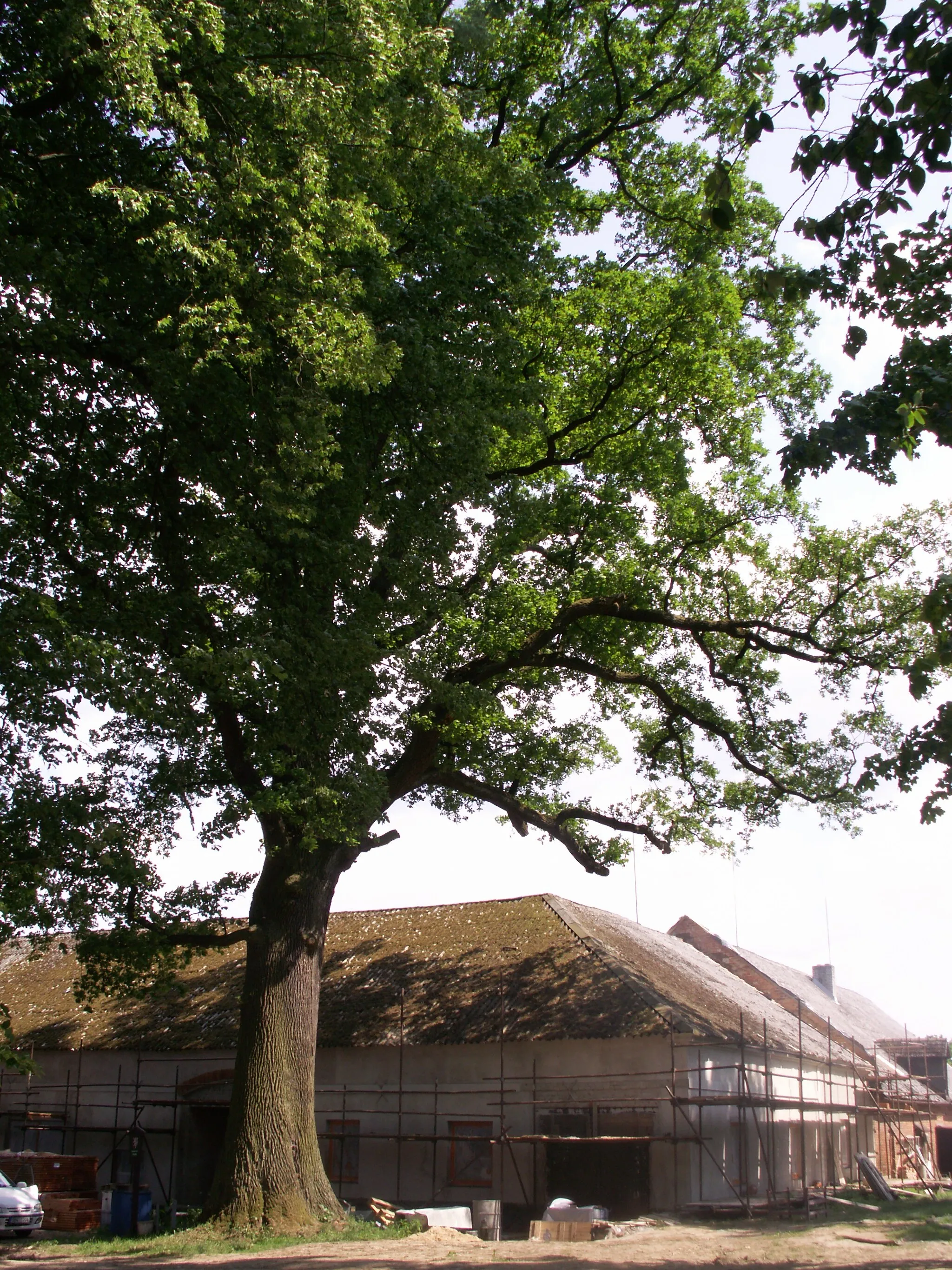 Photo showing: Damníkov, okres Ústí nad Orlicí, památný strom - dub letní