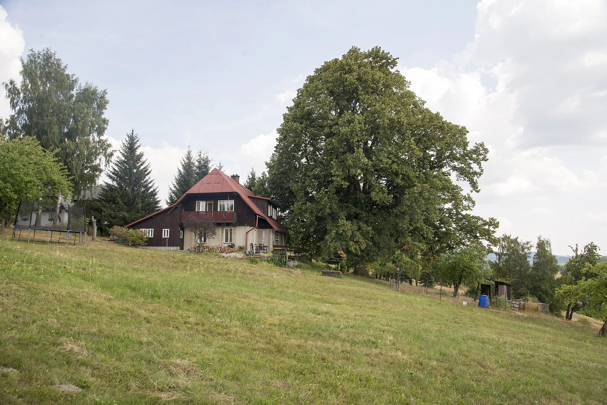 Photo showing: Tilia cordata in Tříč, memorable tree, Vysoké nad Jizerou, Semily District, Liberec Region