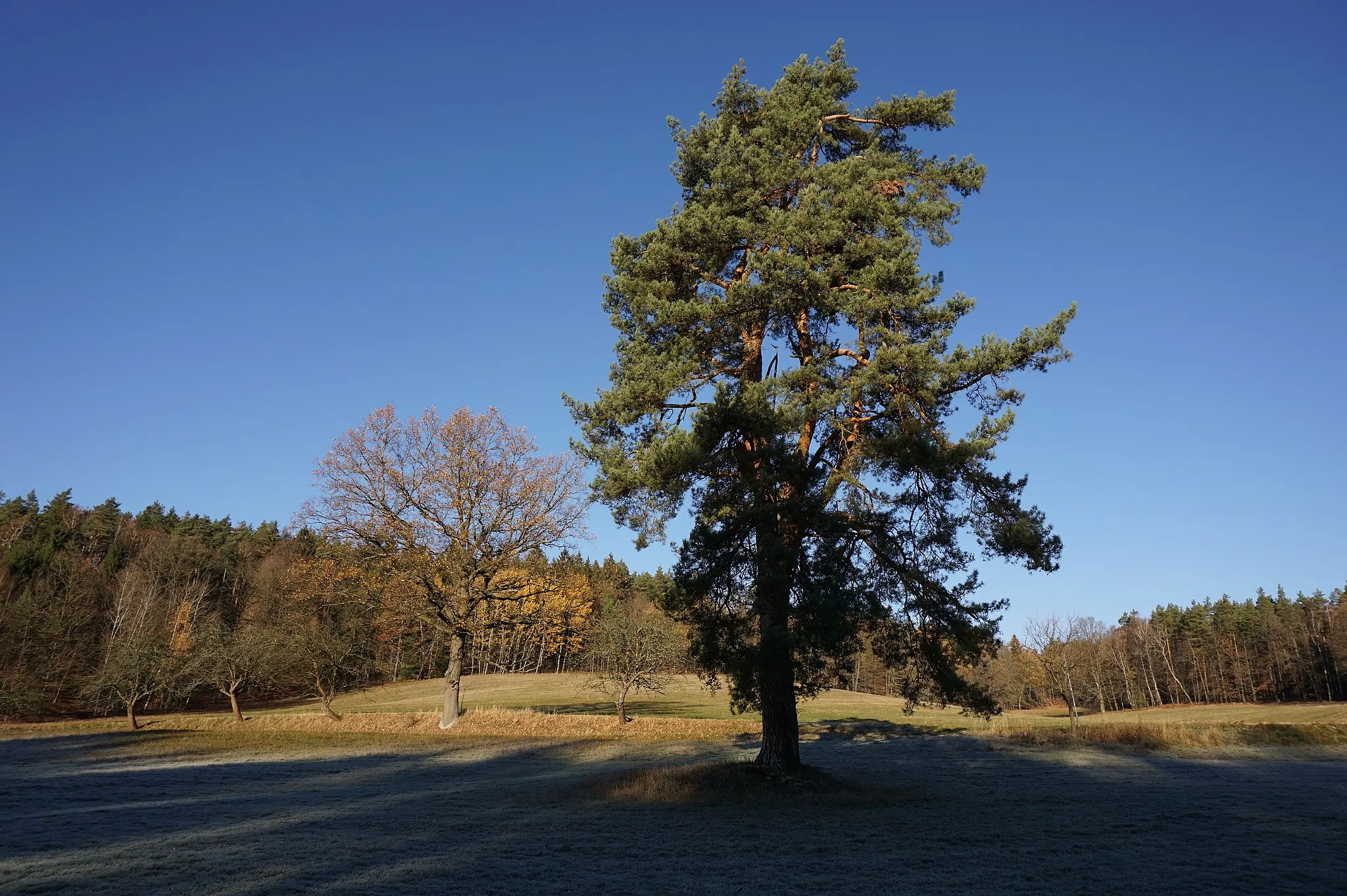 Photo showing: Žibřidice - památná borovice lesní jižně od silnice do Zdislavy