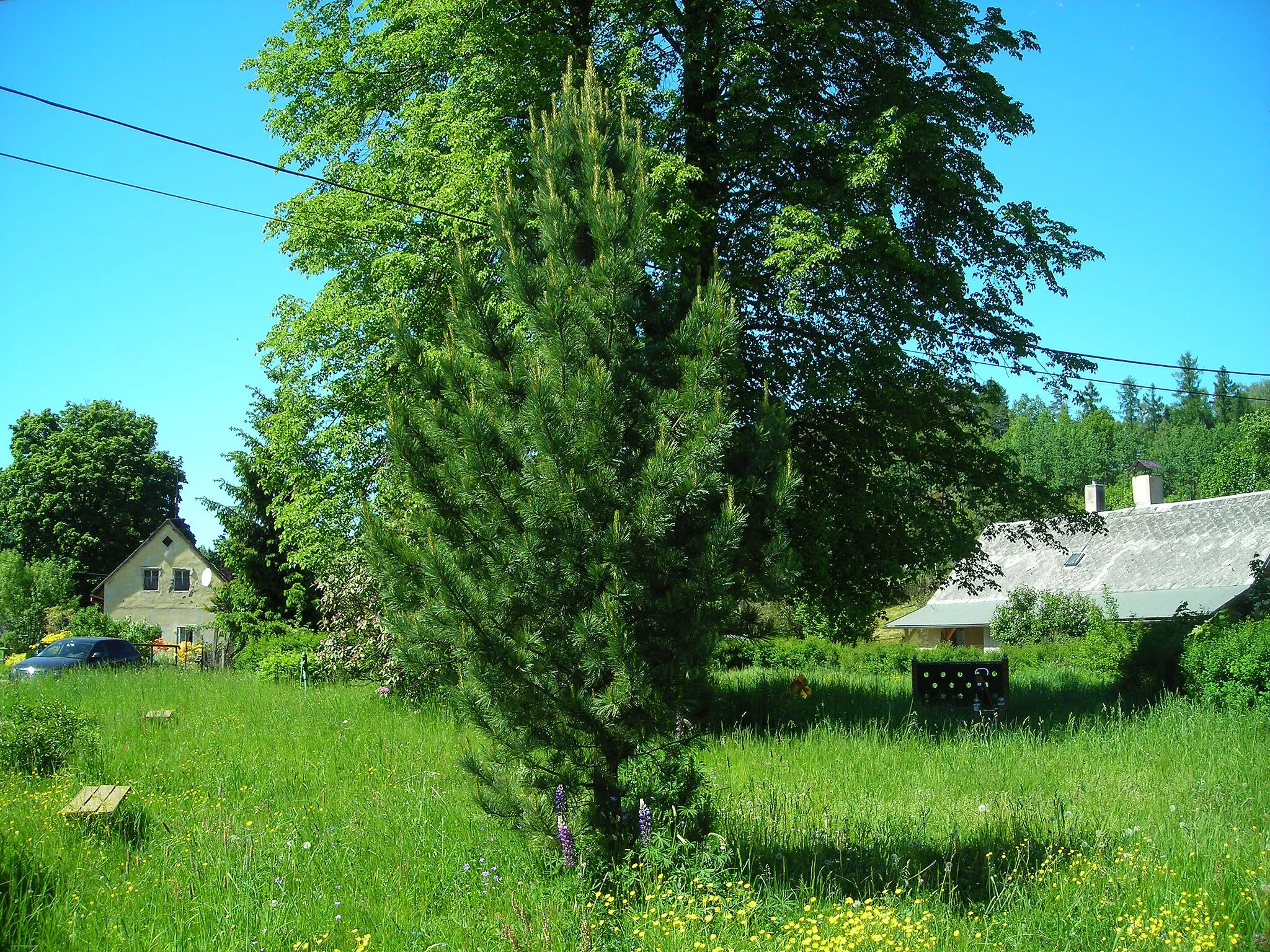 Photo showing: Park na návsi ve vesnici, částí města Jablonné v Podještědí, okres Liberec.