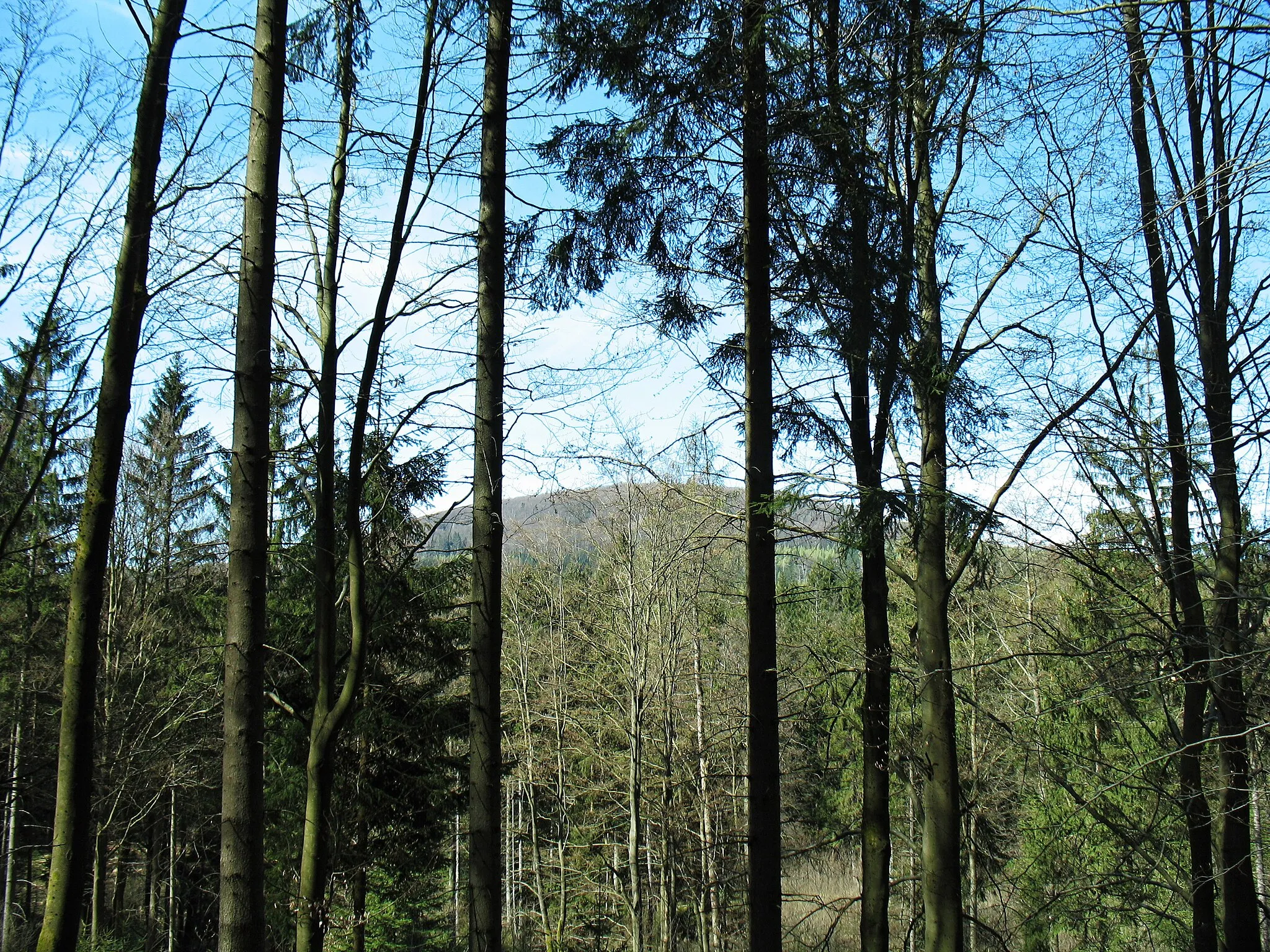 Photo showing: Les na jihozápadním úpatí Bouřného. Výhled na Velký Buk.