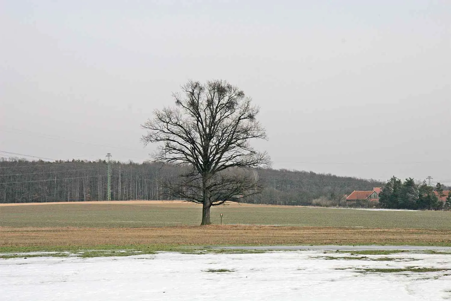 Photo showing: Památný dub letní u Bělušic