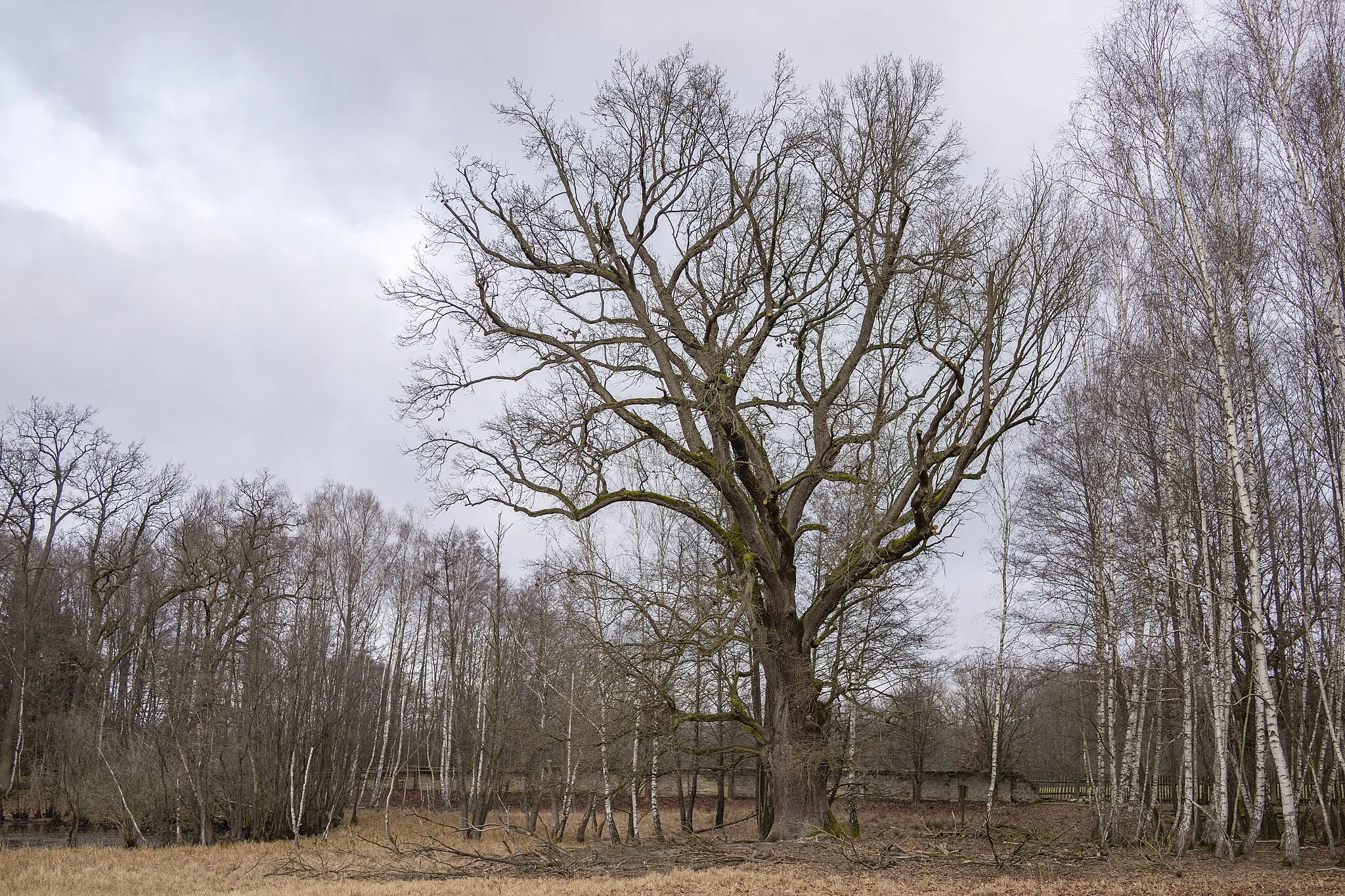 Photo showing: Veteran oak tree in V Dubech natural monument, Czech Republic