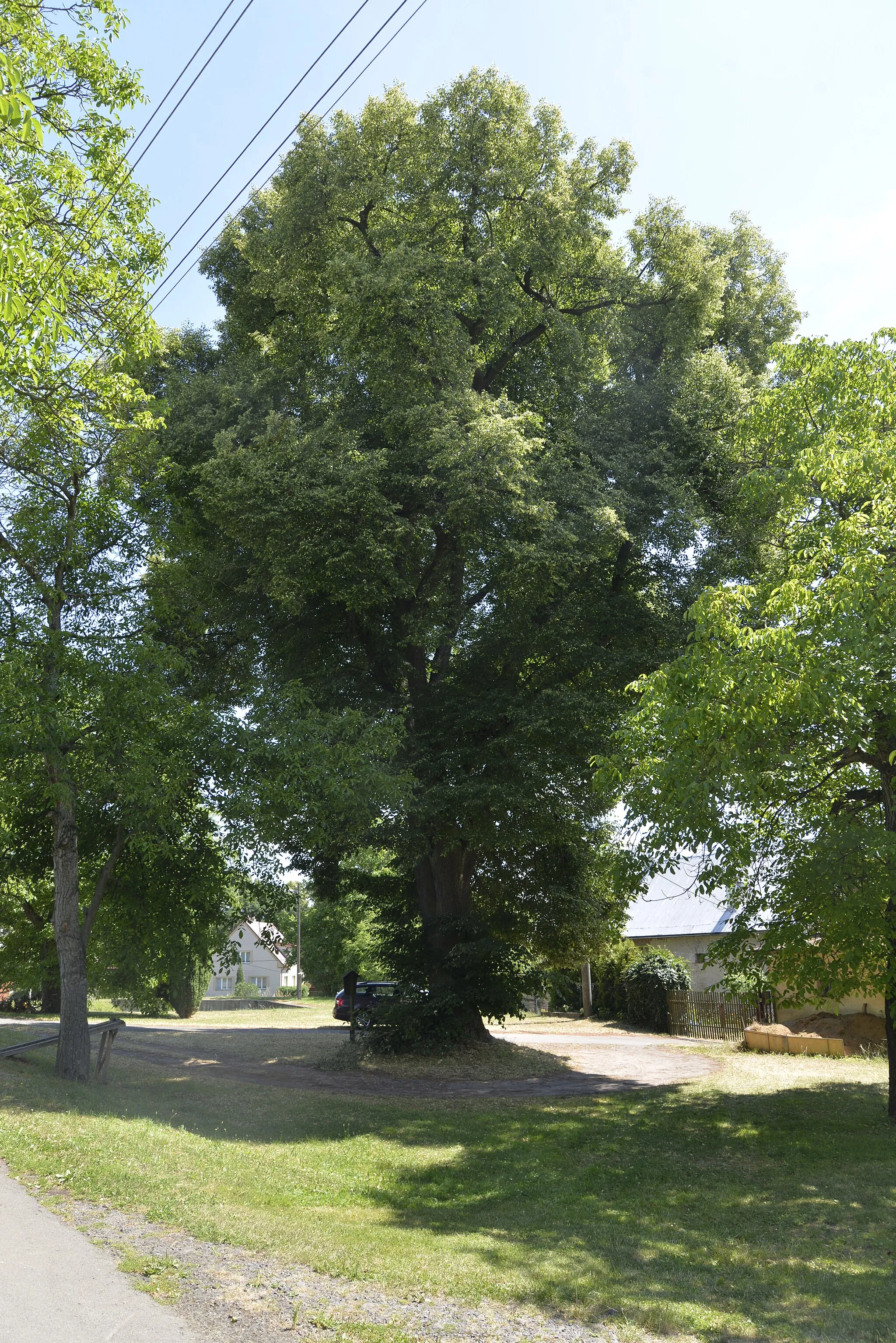 Photo showing: Tilia cordata in Koryta, famous tree