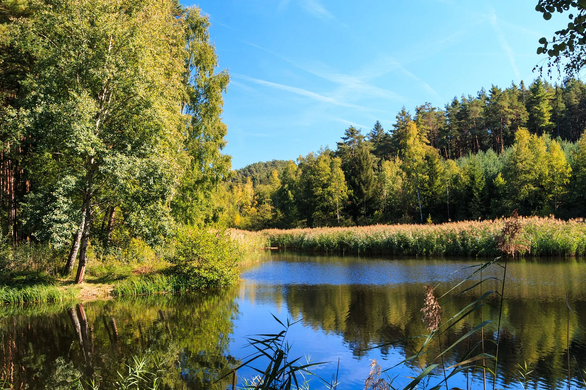 Photo showing: Farářský rybník u Drhlen